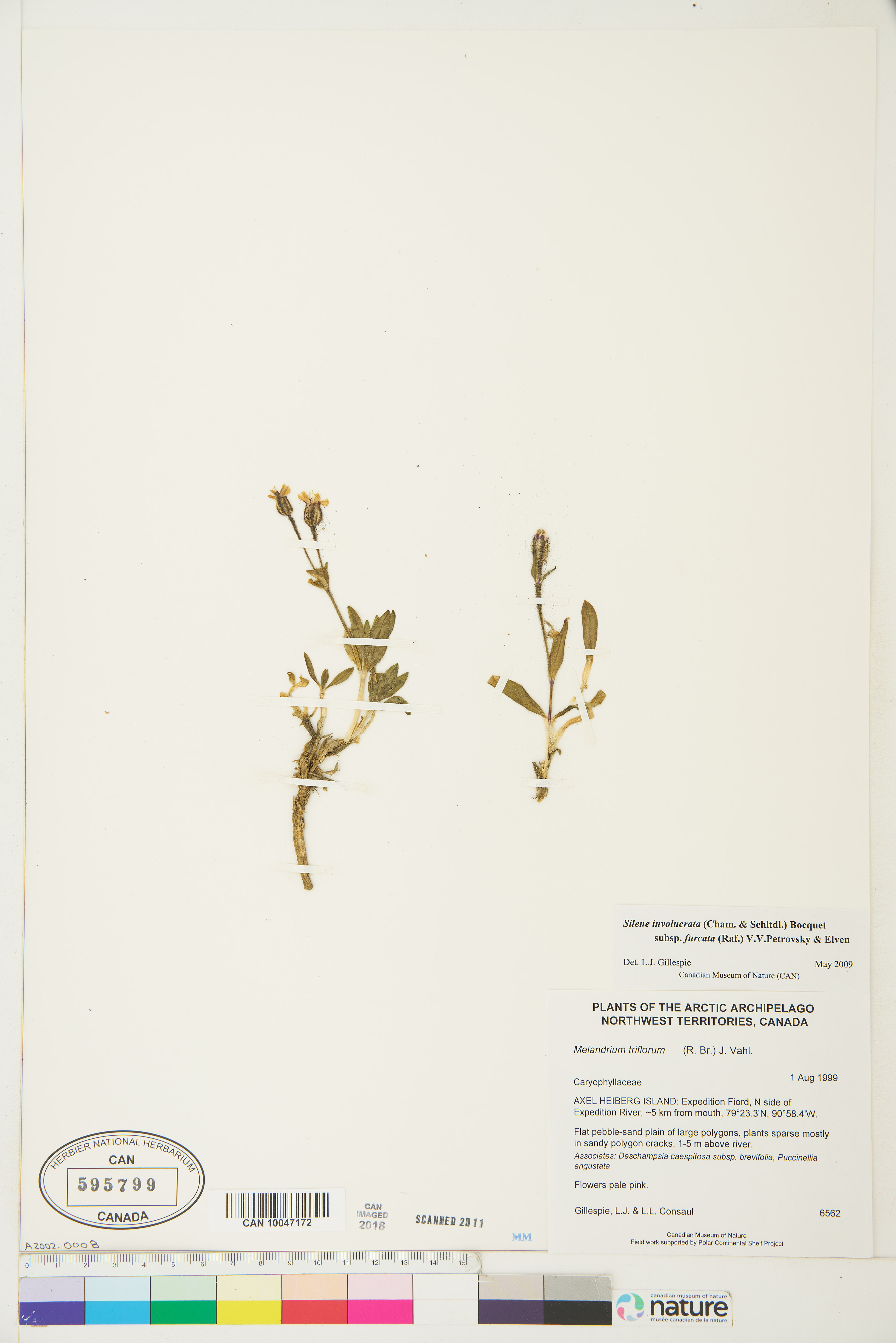 Silene involucrata subsp. involucrata image