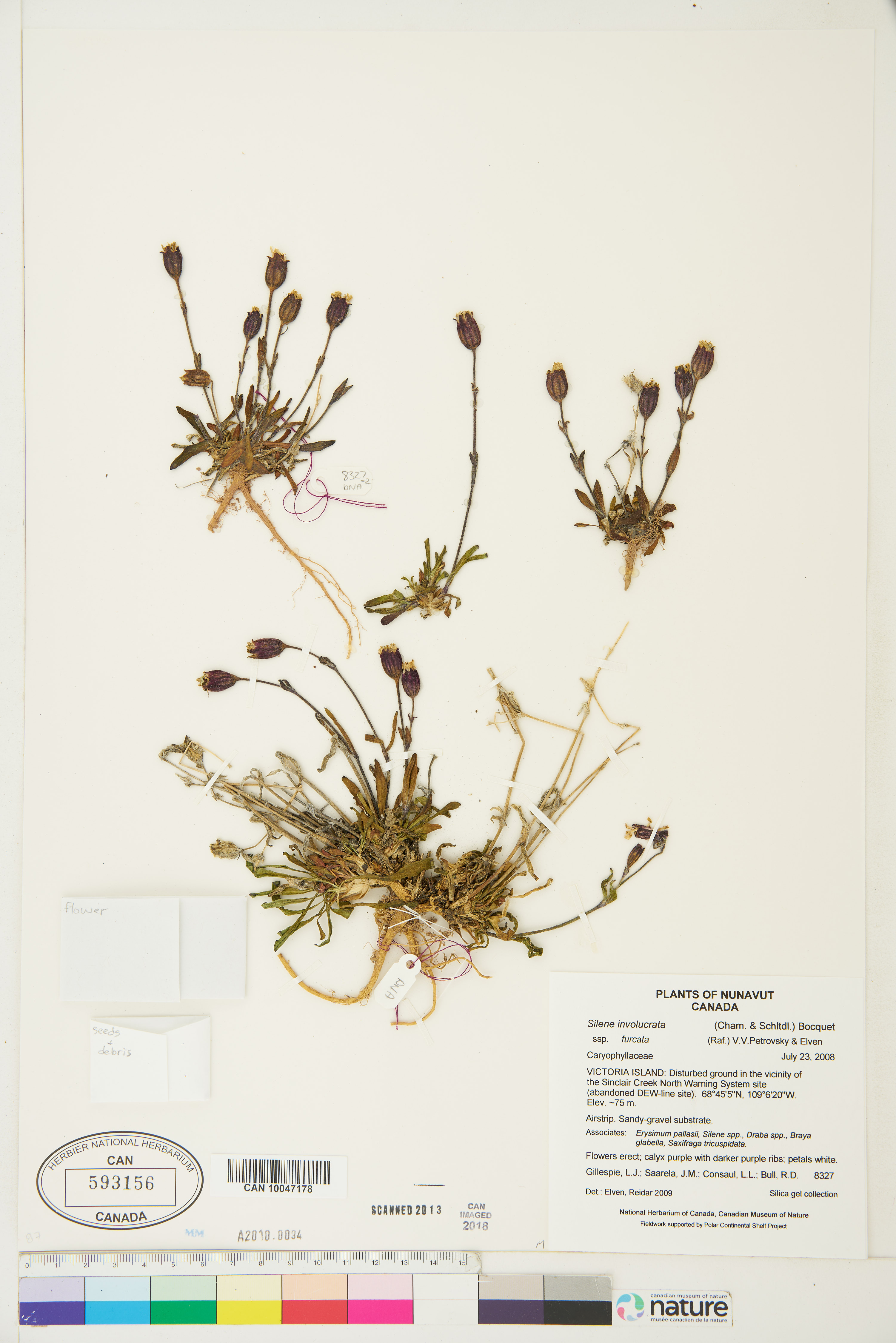 Silene involucrata subsp. involucrata image