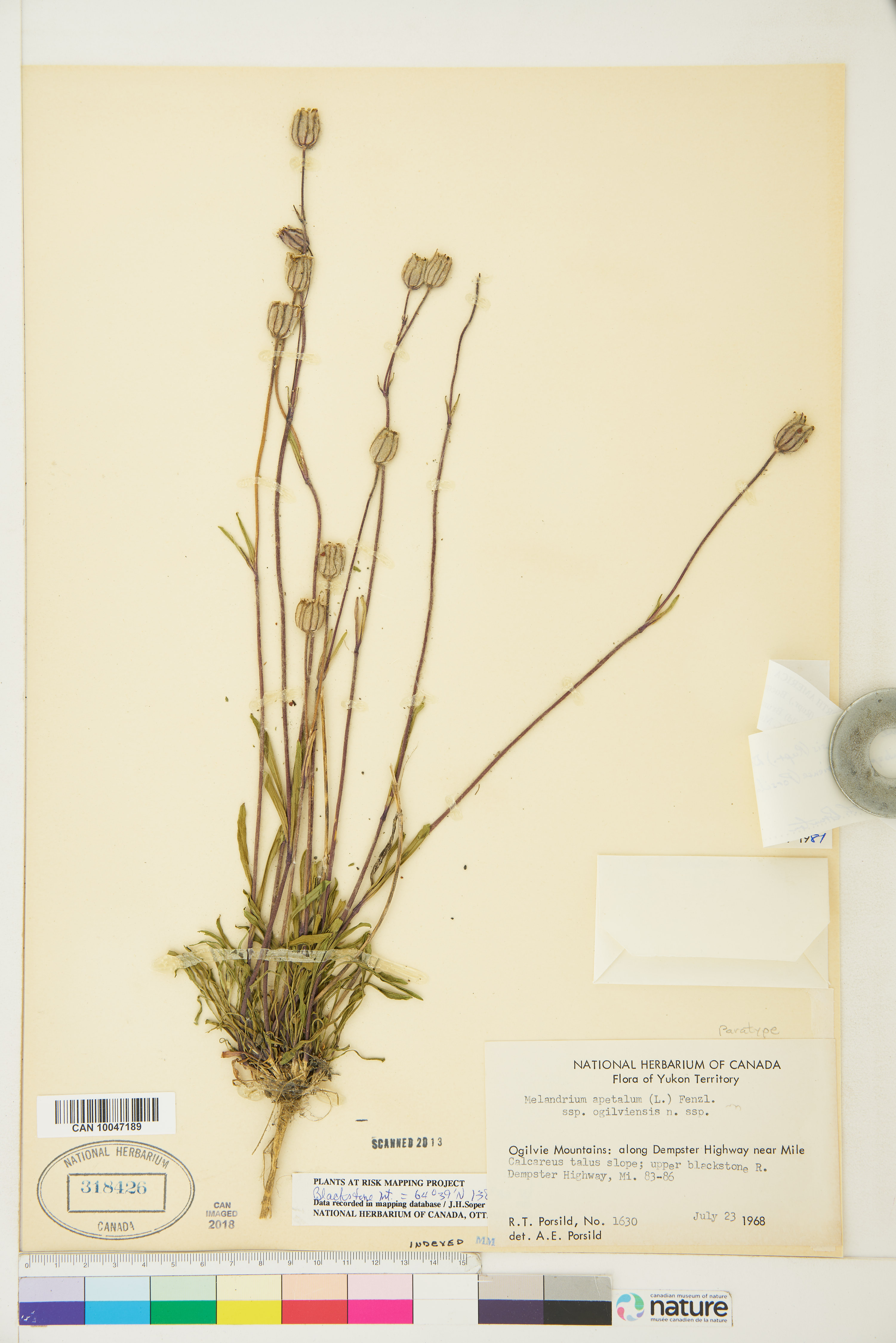 Silene uralensis subsp. ogilviensis image