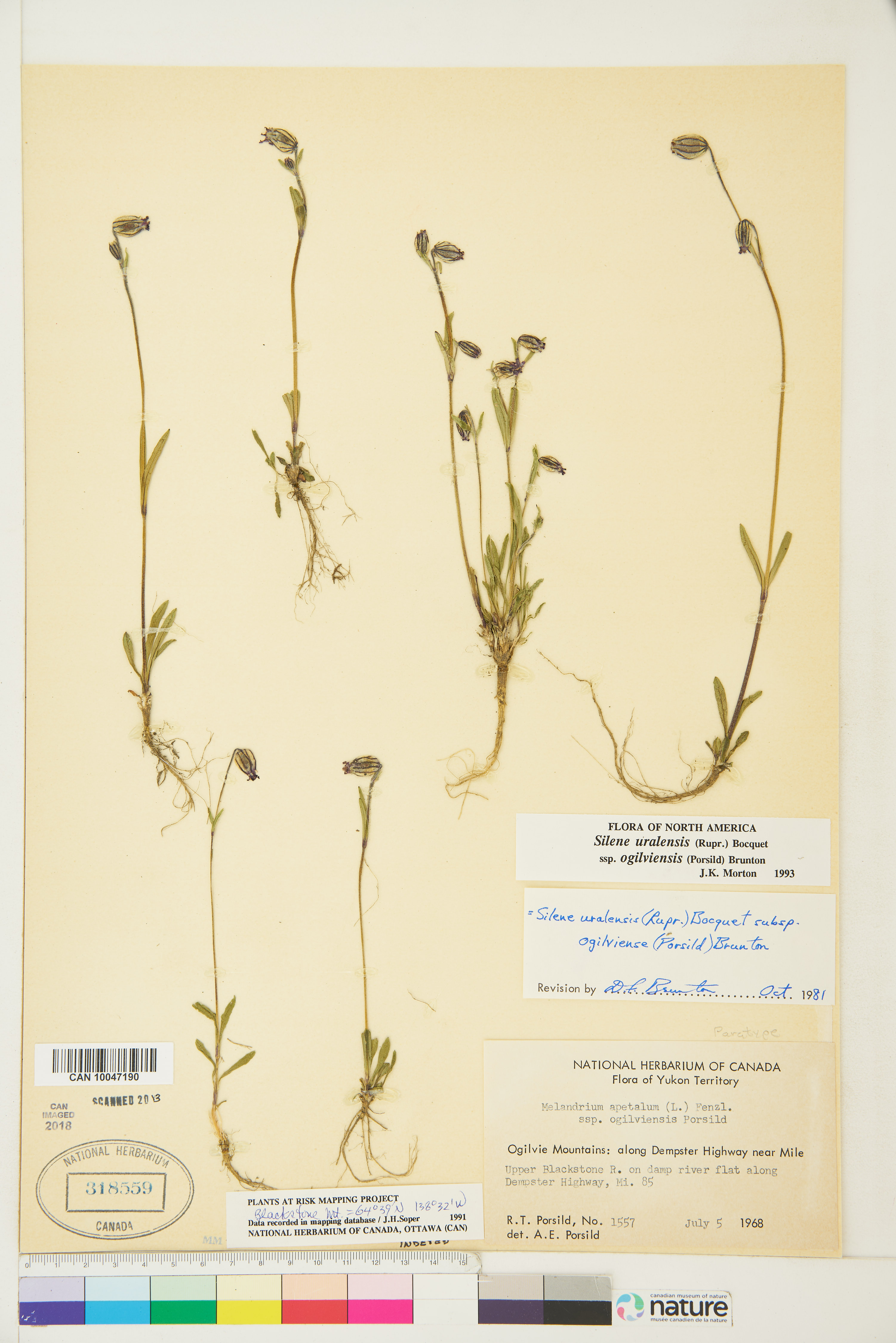 Silene uralensis subsp. ogilviensis image