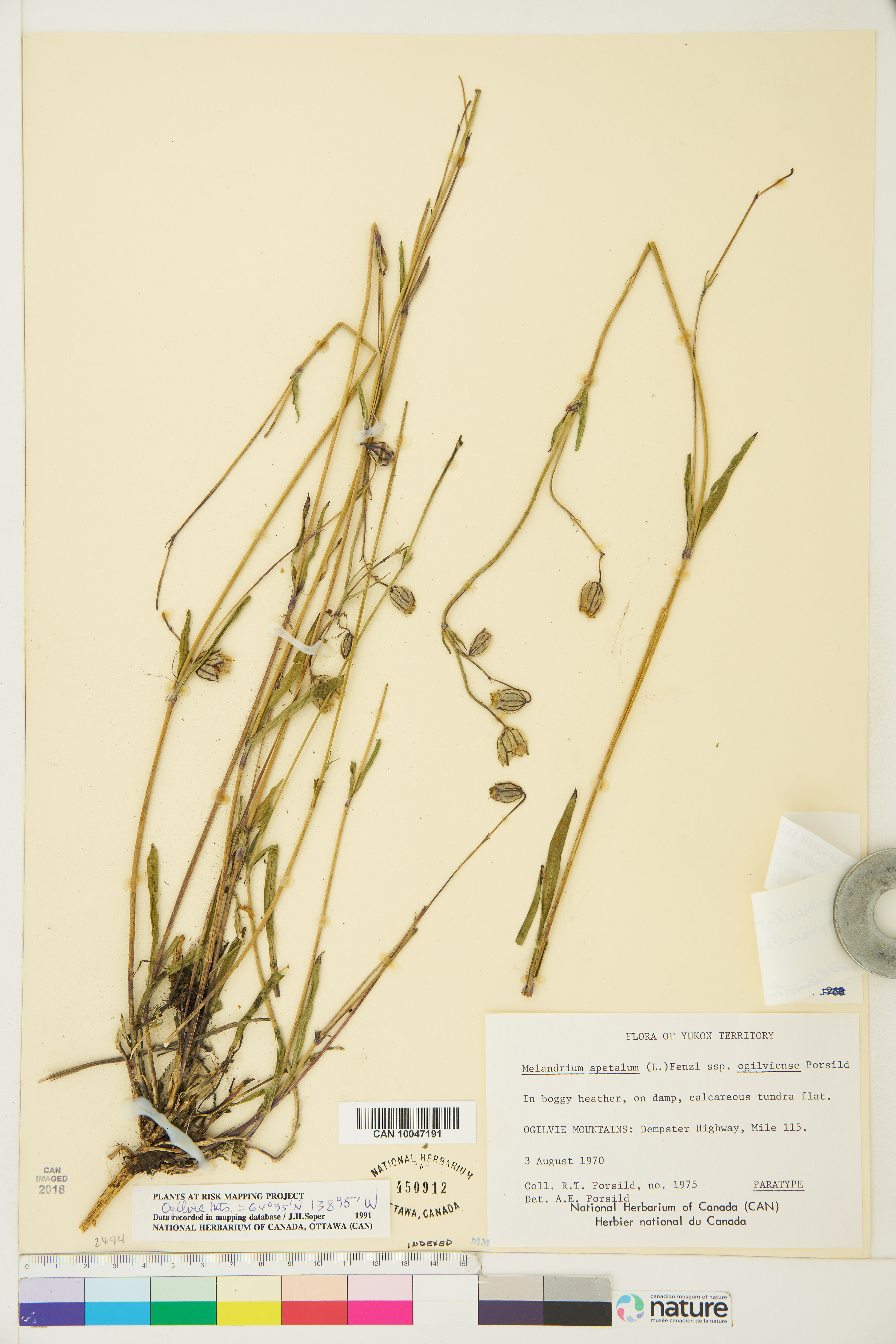 Silene uralensis subsp. ogilviensis image