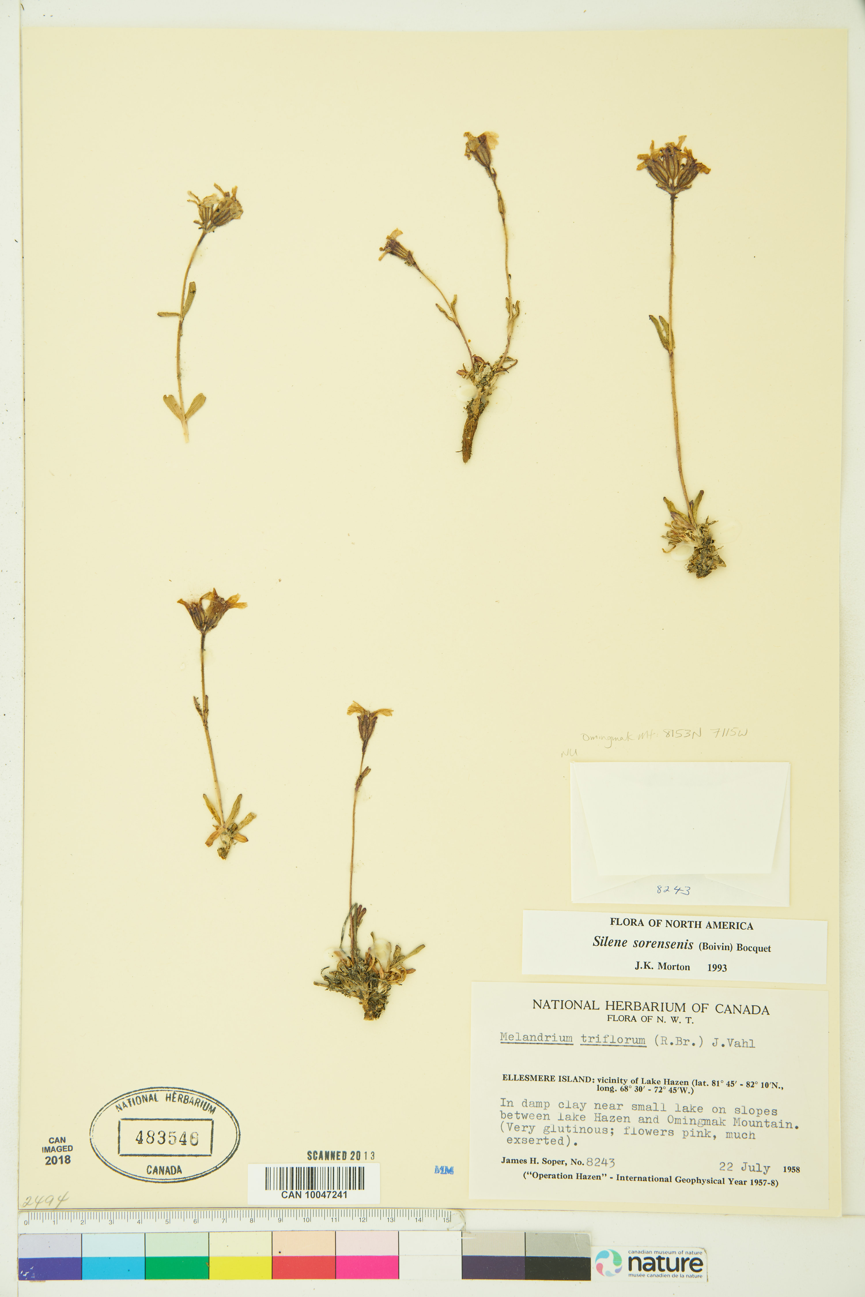 Silene sorensenis image