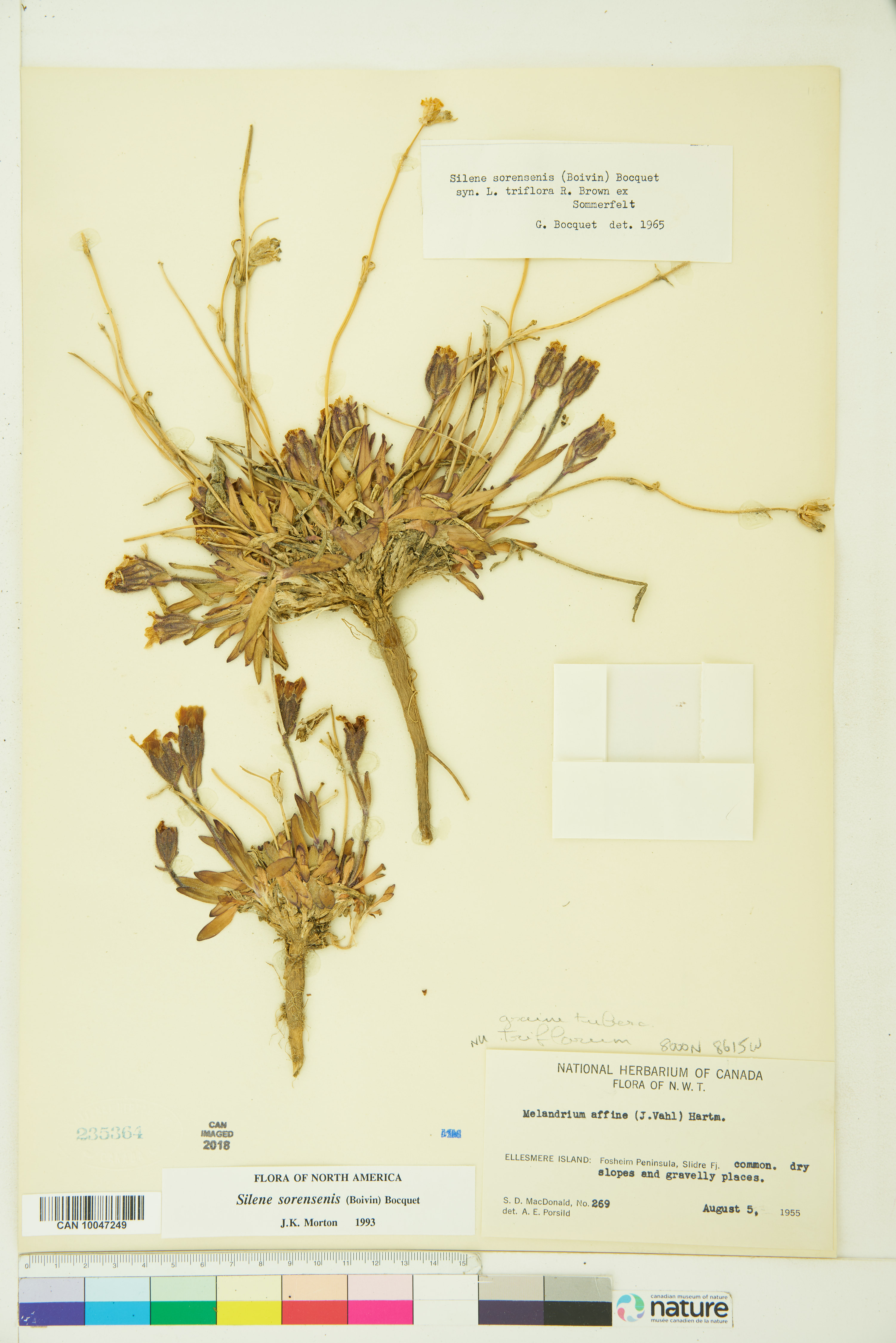 Silene sorensenis image