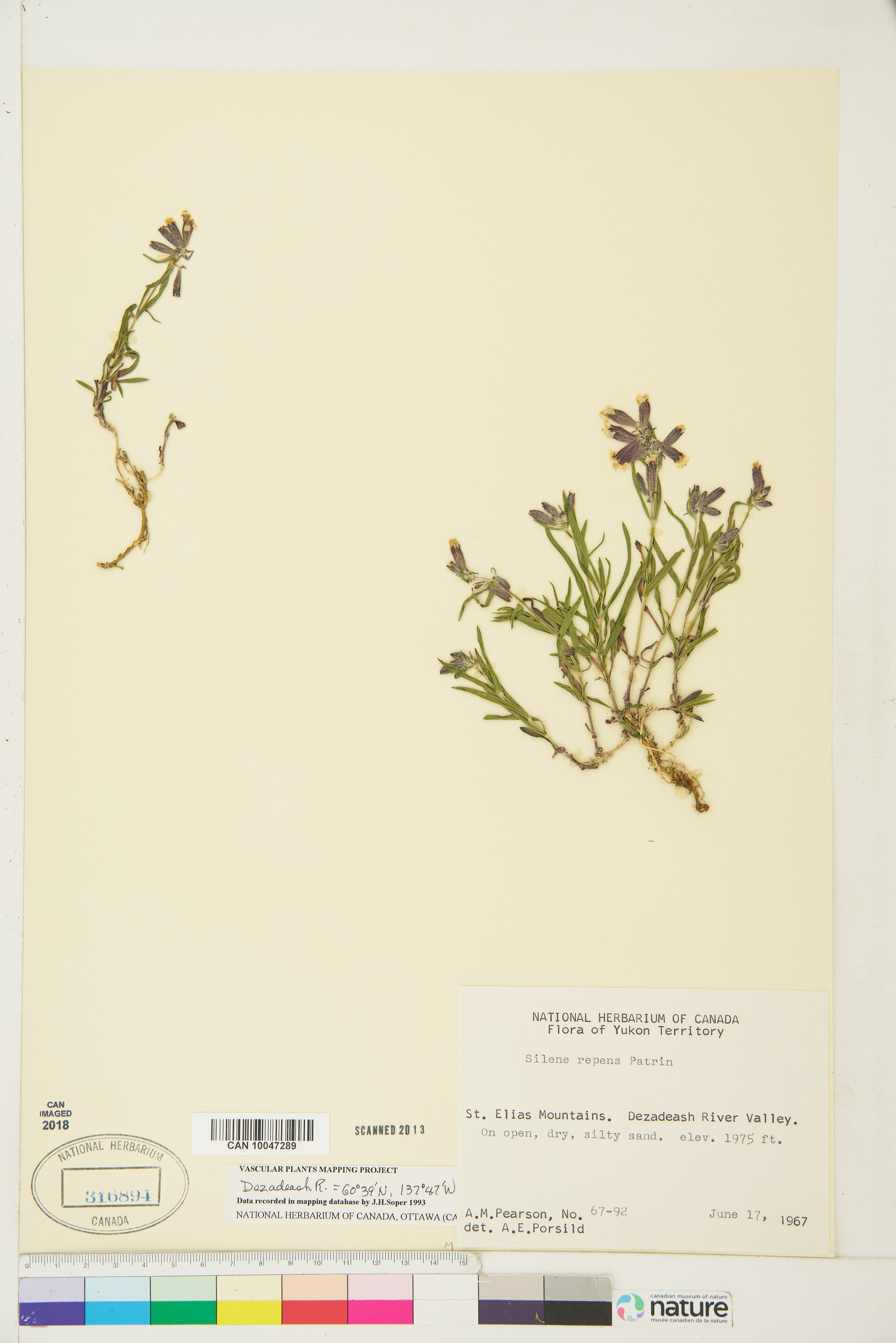 Silene repens image