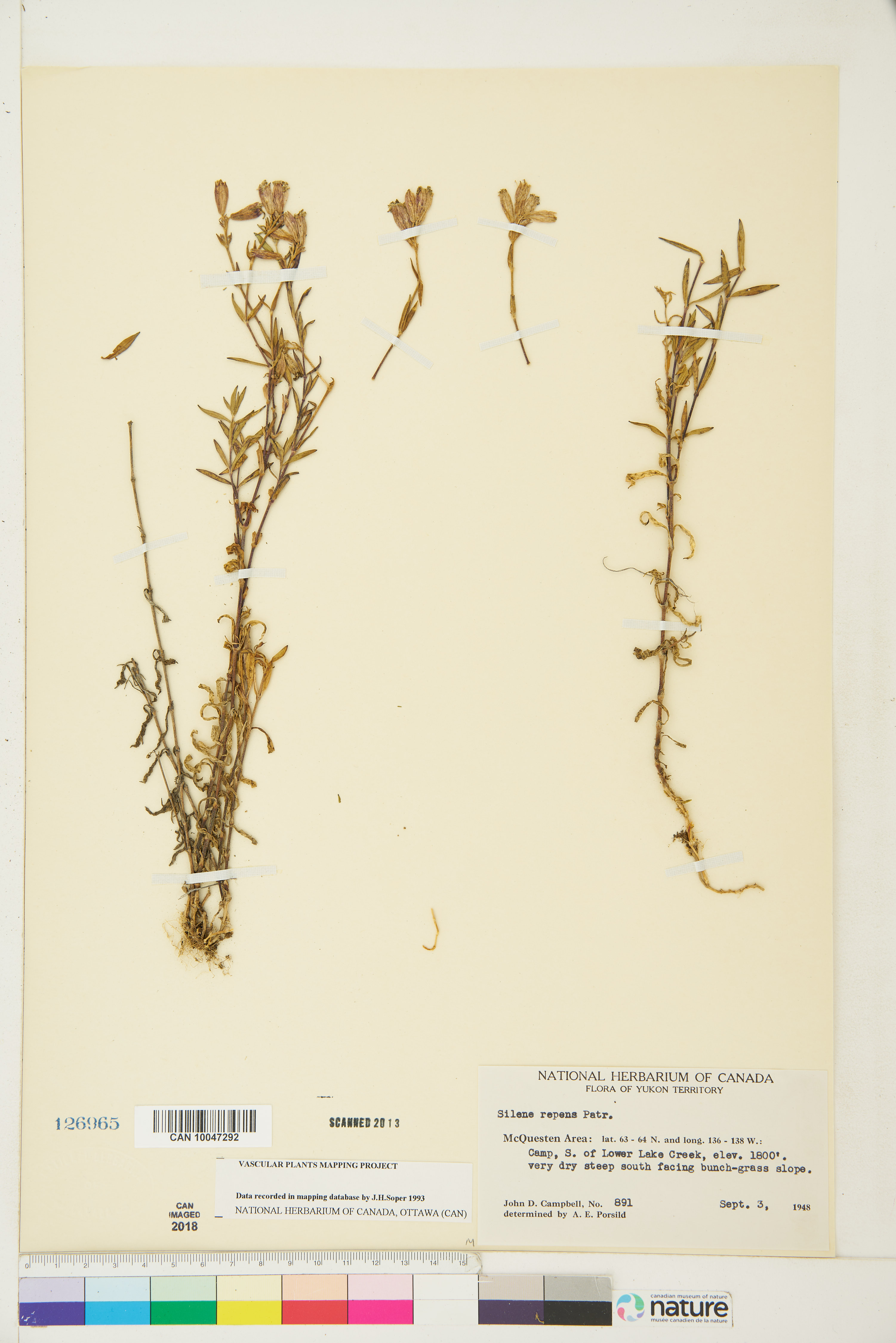 Silene repens image