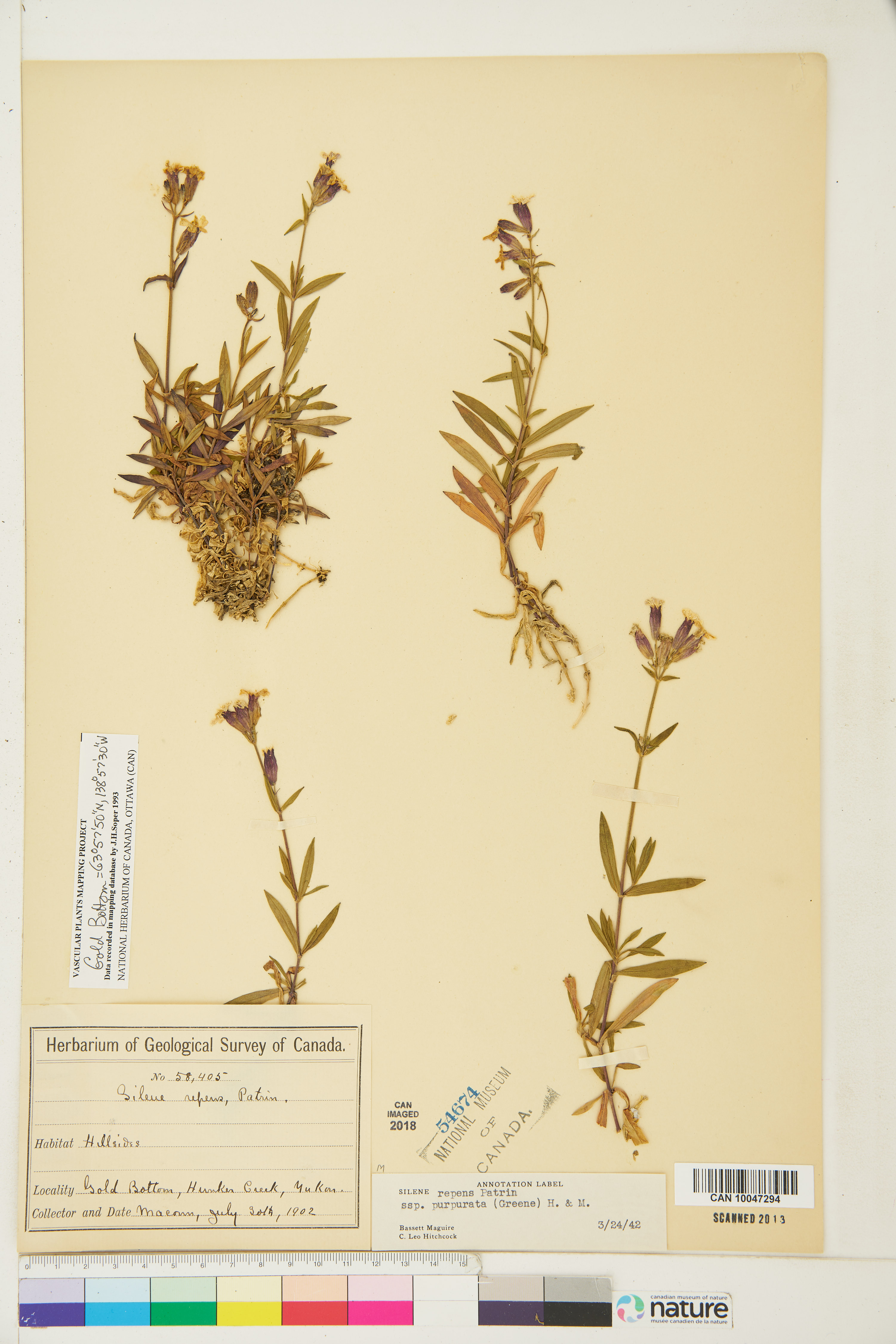 Silene repens image