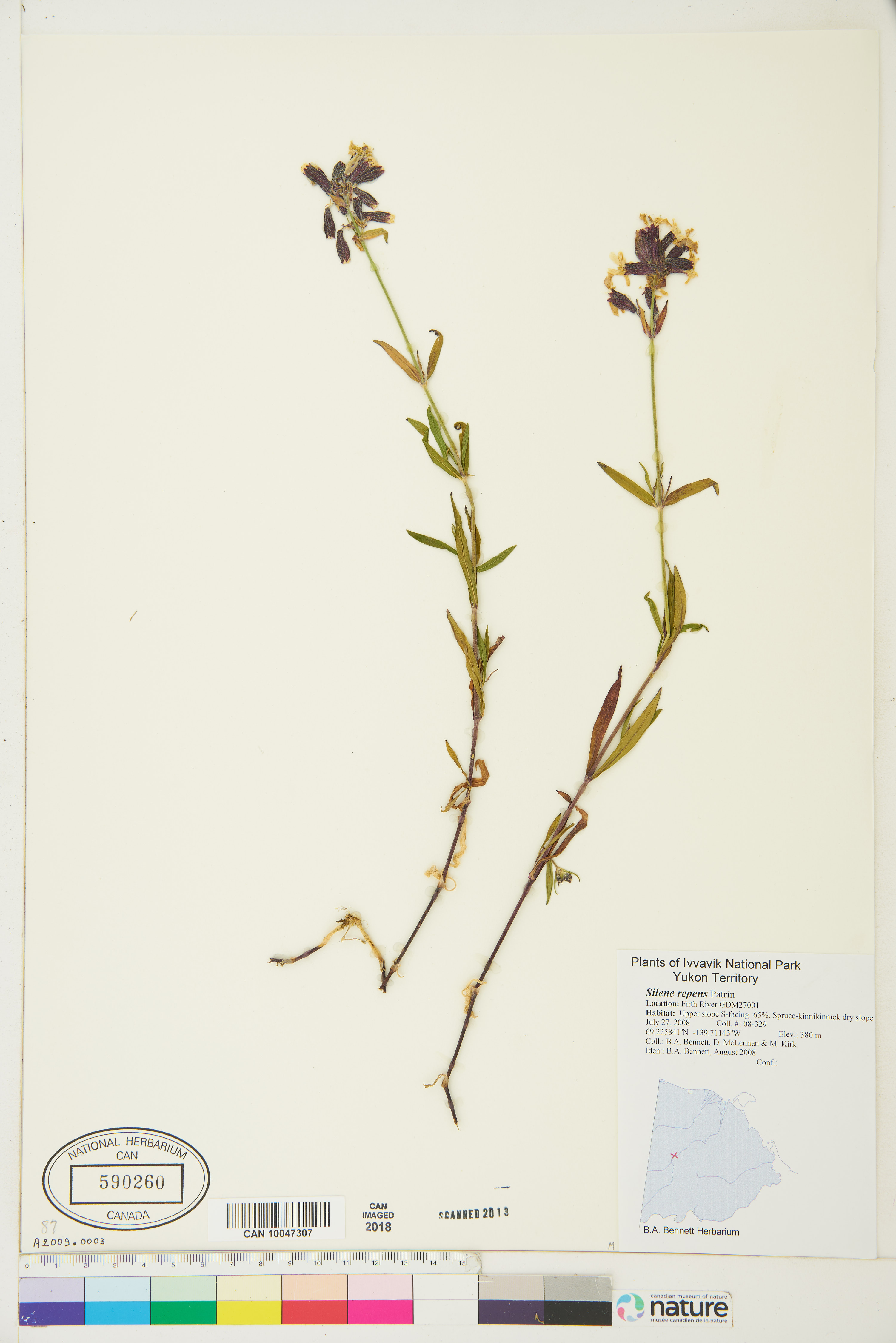 Silene repens image