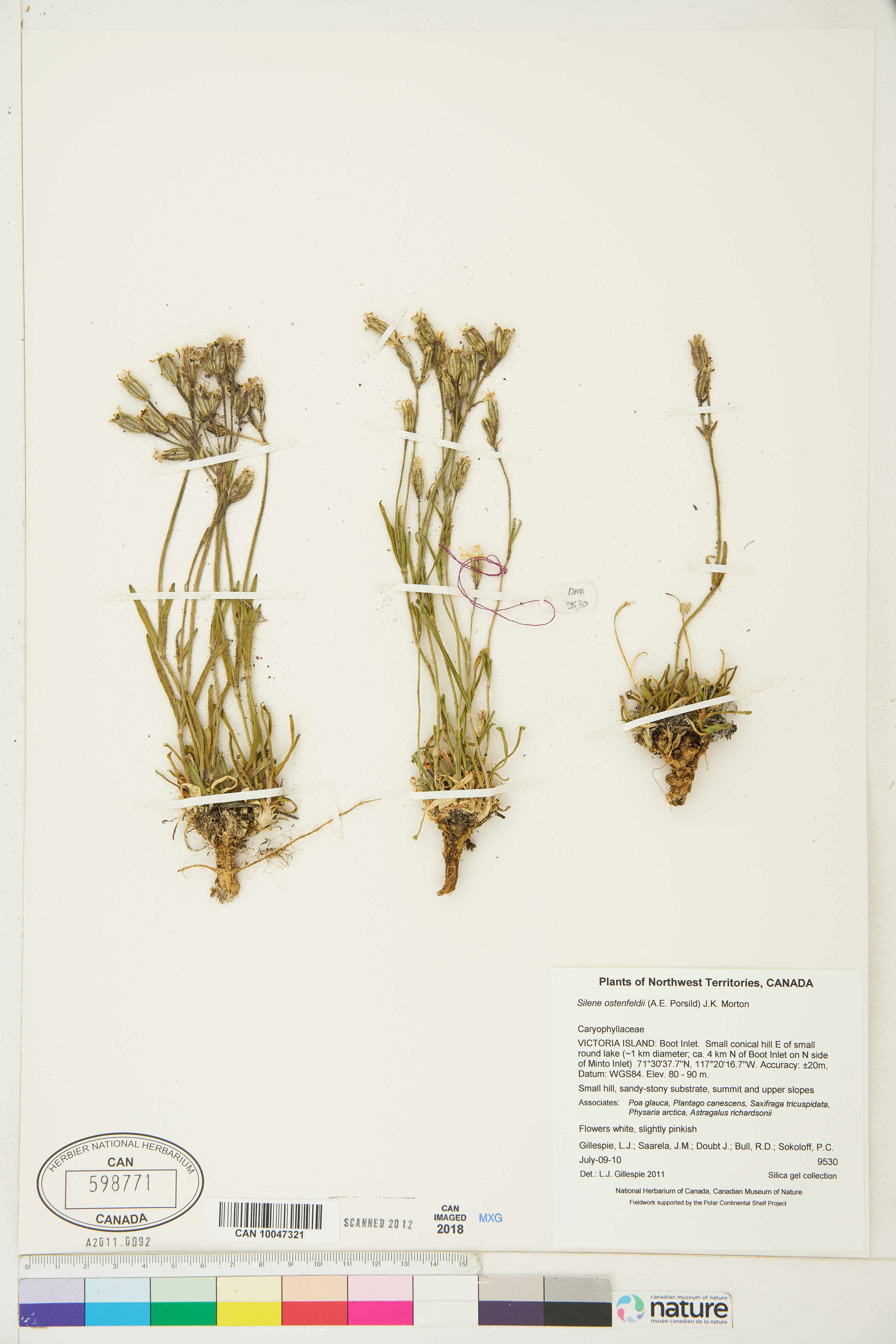 Silene ostenfeldii image