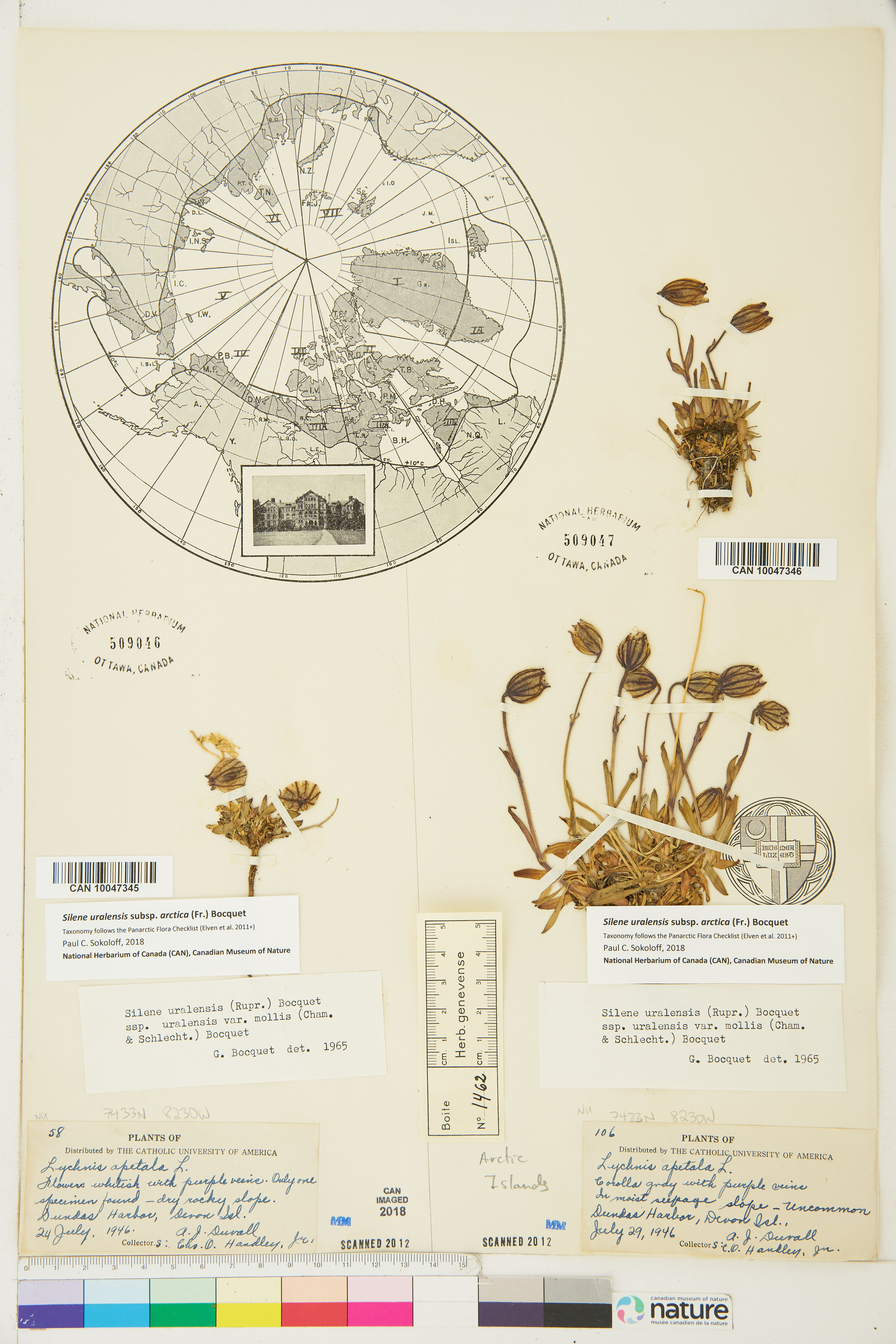 Silene uralensis subsp. uralensis image