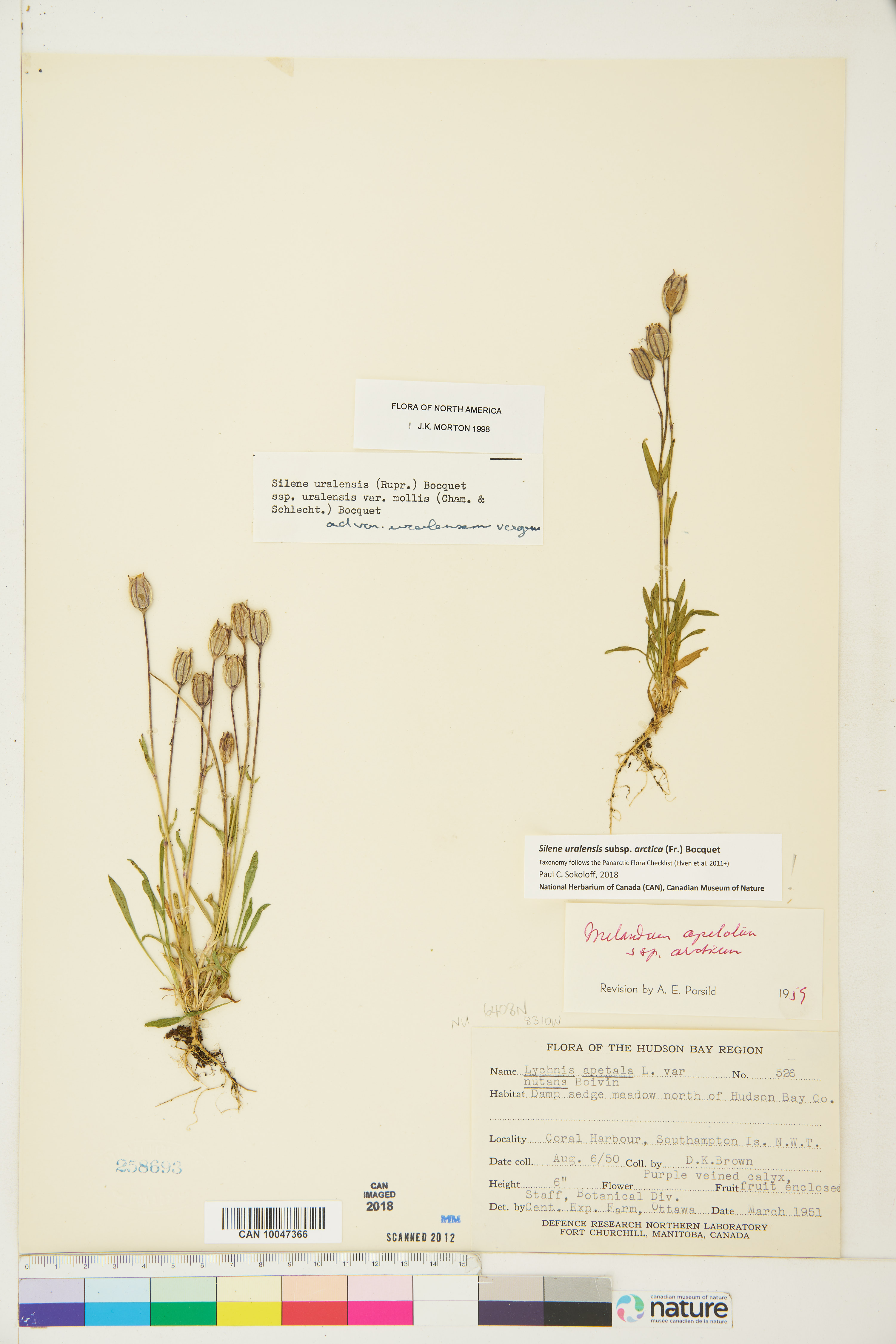 Silene uralensis subsp. uralensis image