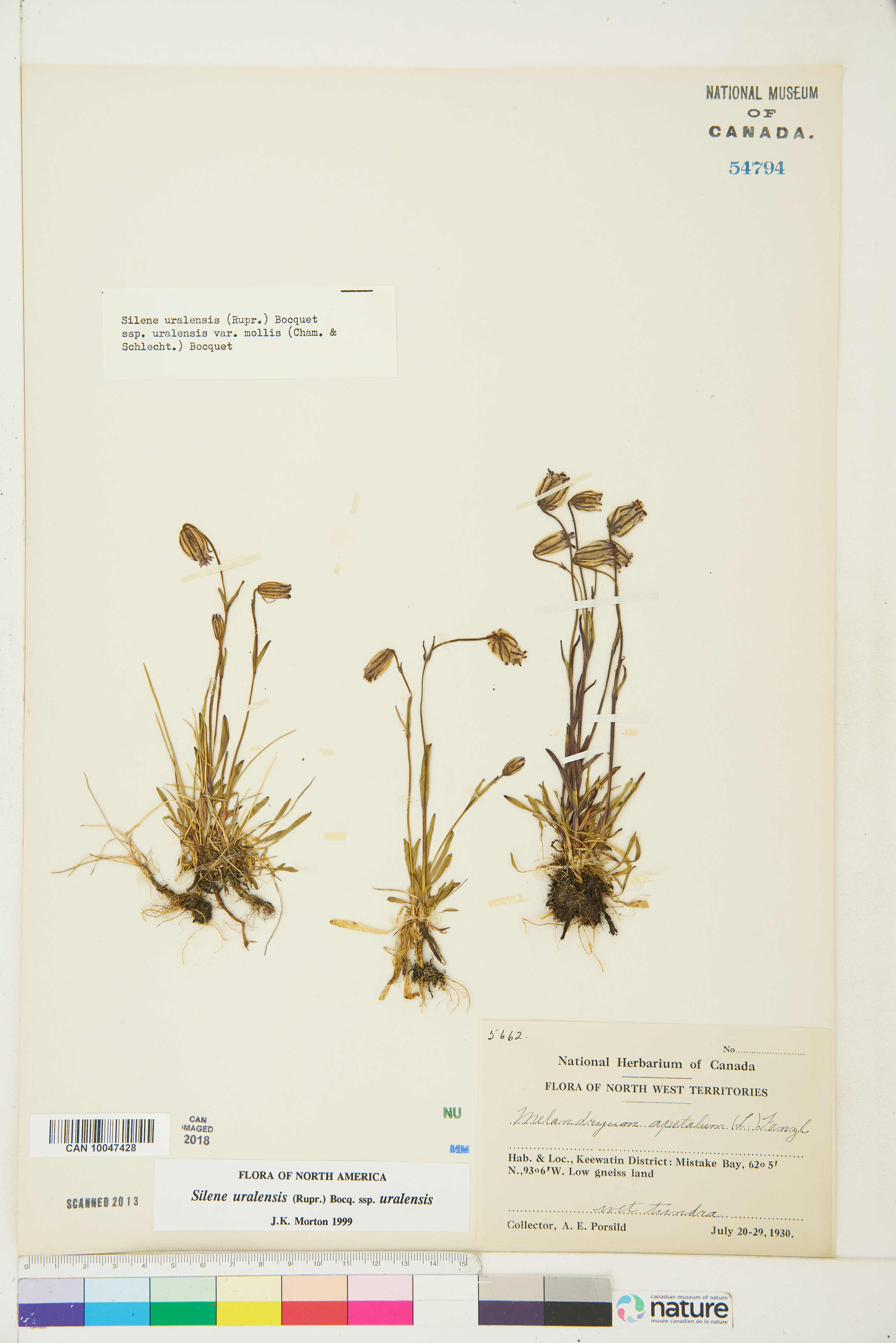 Silene uralensis subsp. uralensis image