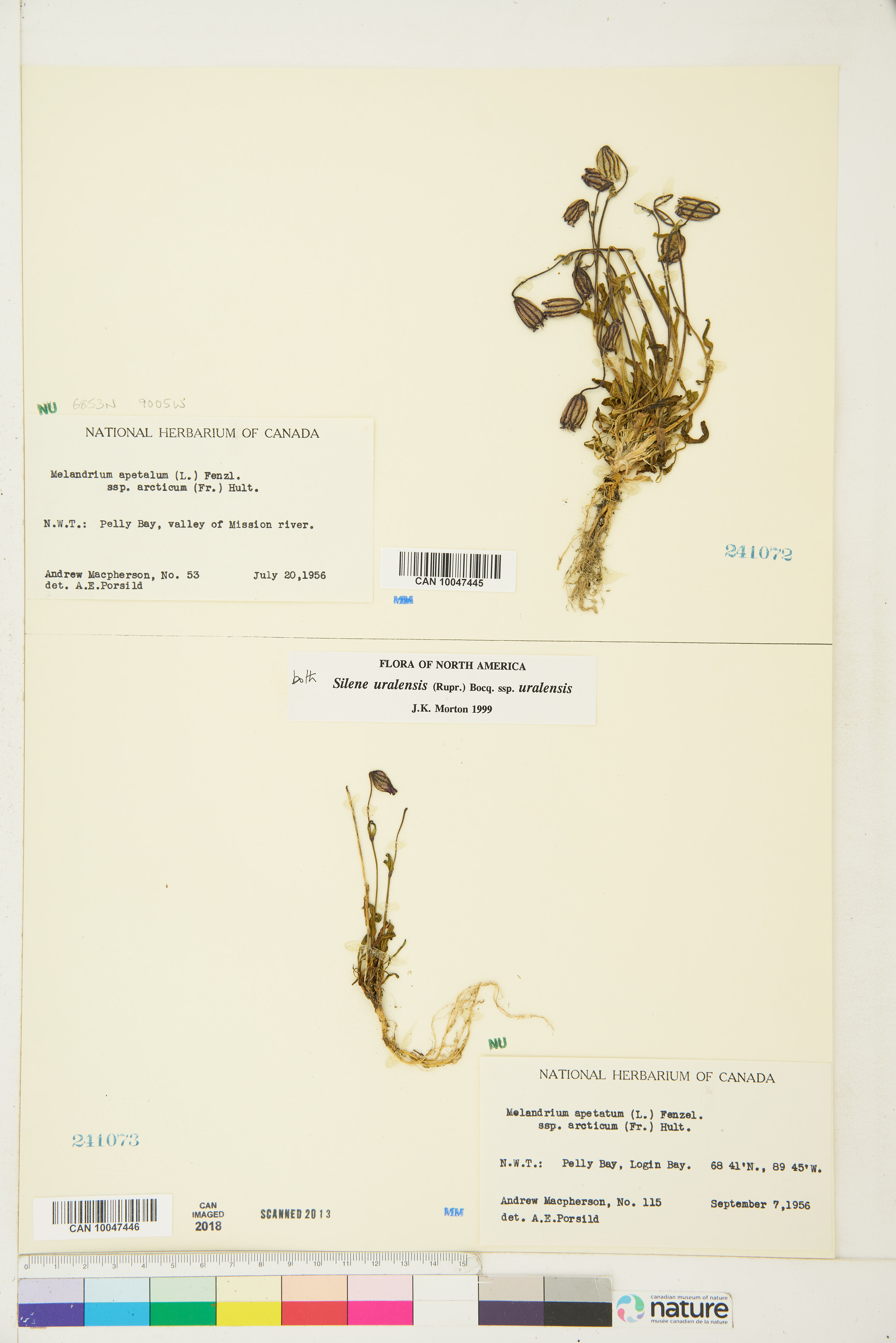 Silene uralensis subsp. uralensis image