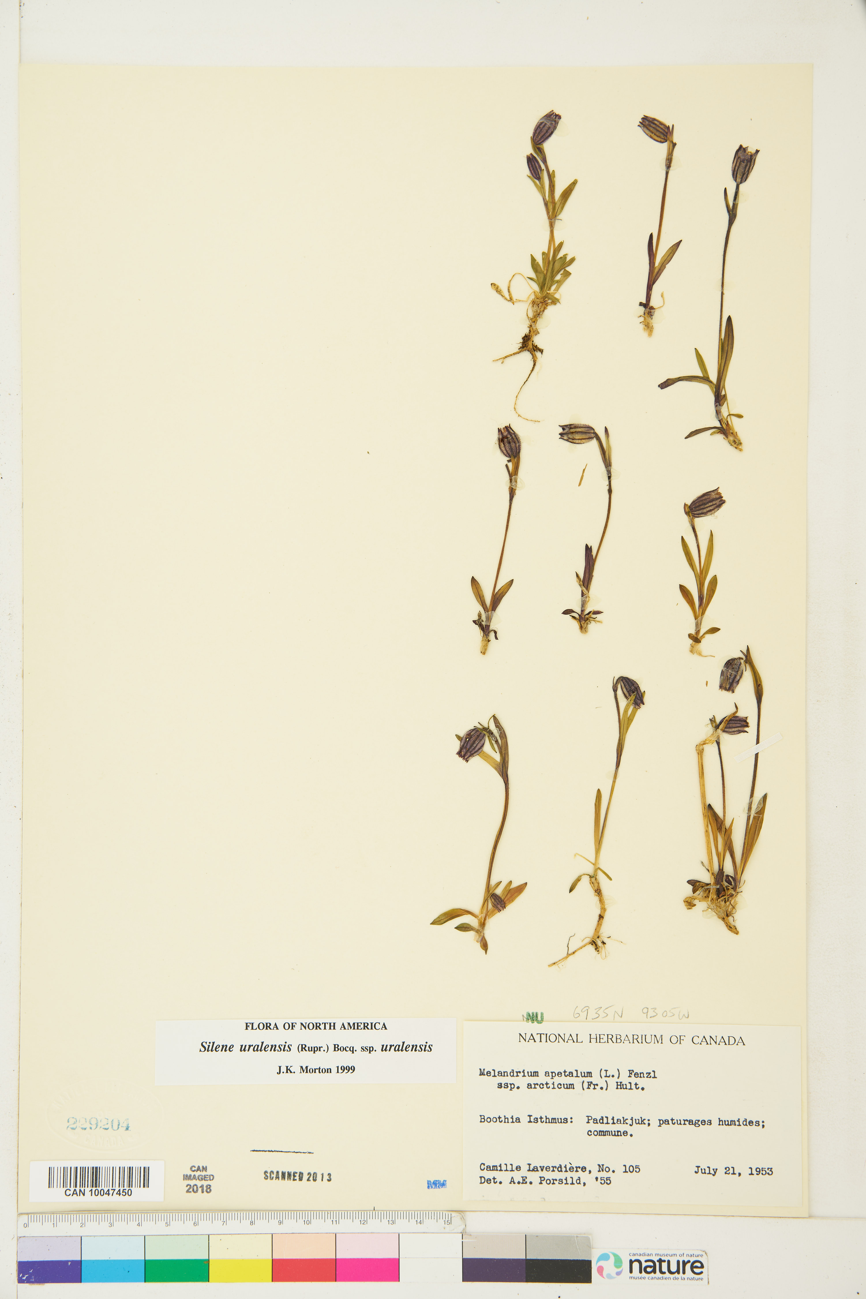 Silene uralensis subsp. uralensis image