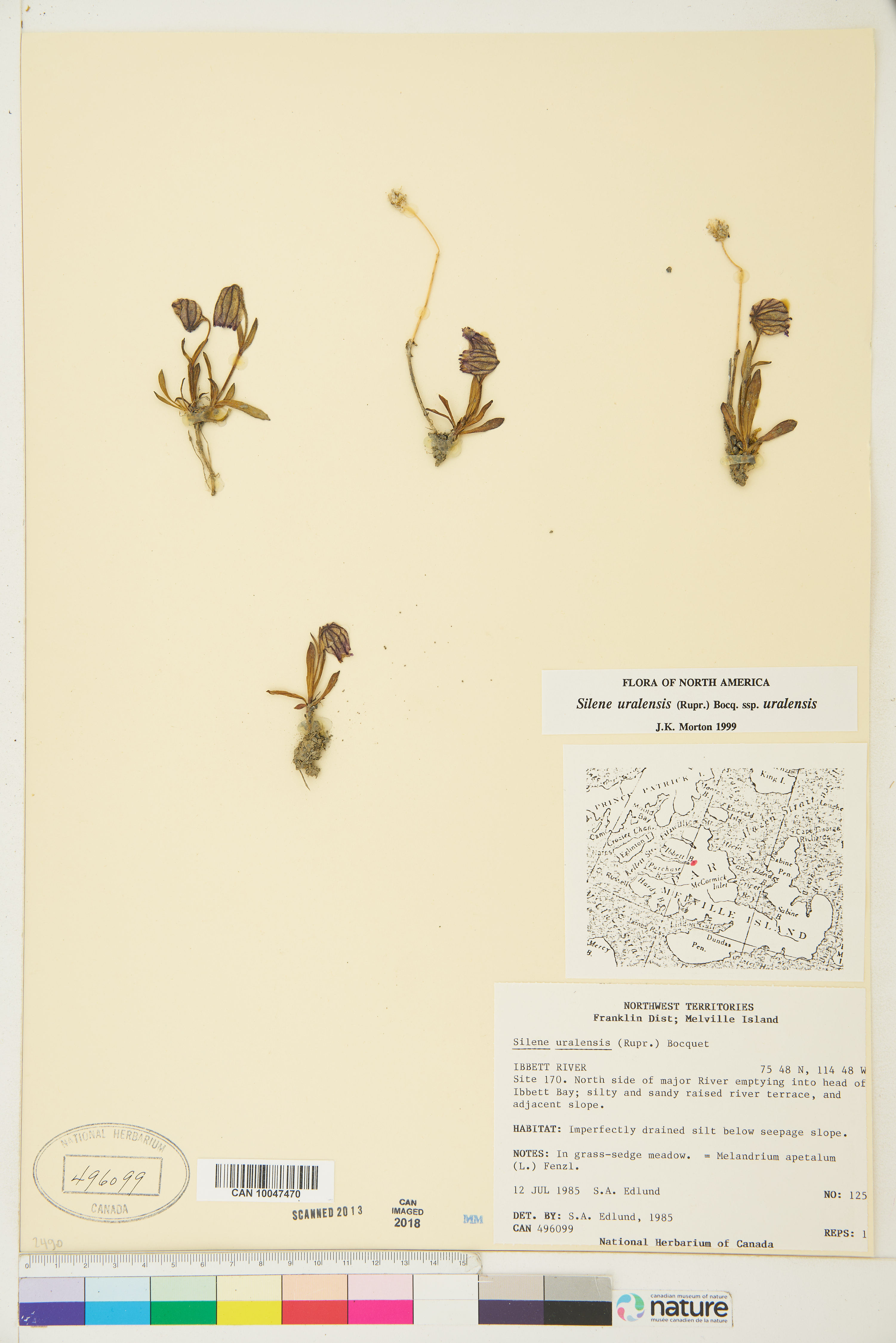 Silene uralensis subsp. uralensis image