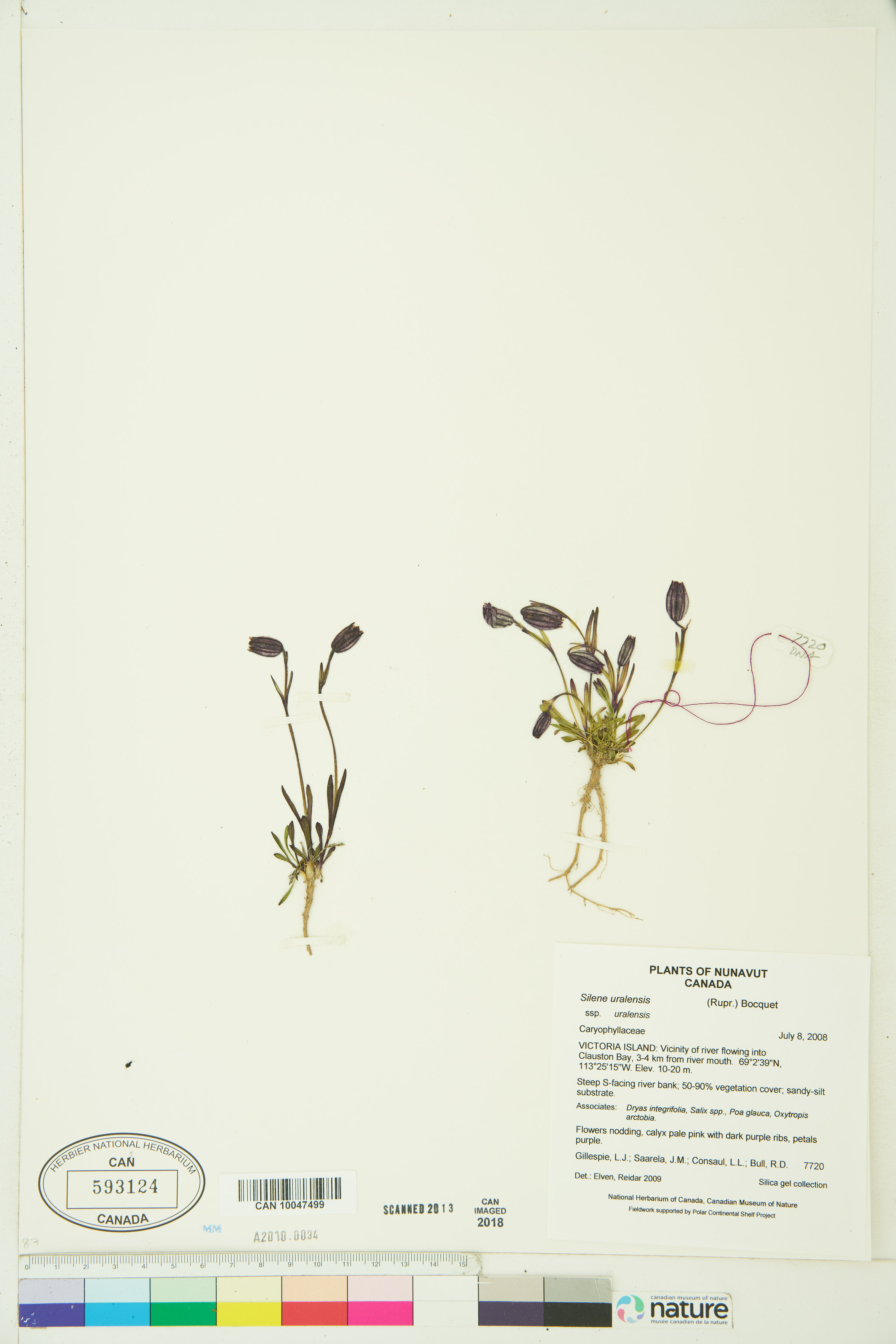 Silene uralensis subsp. uralensis image