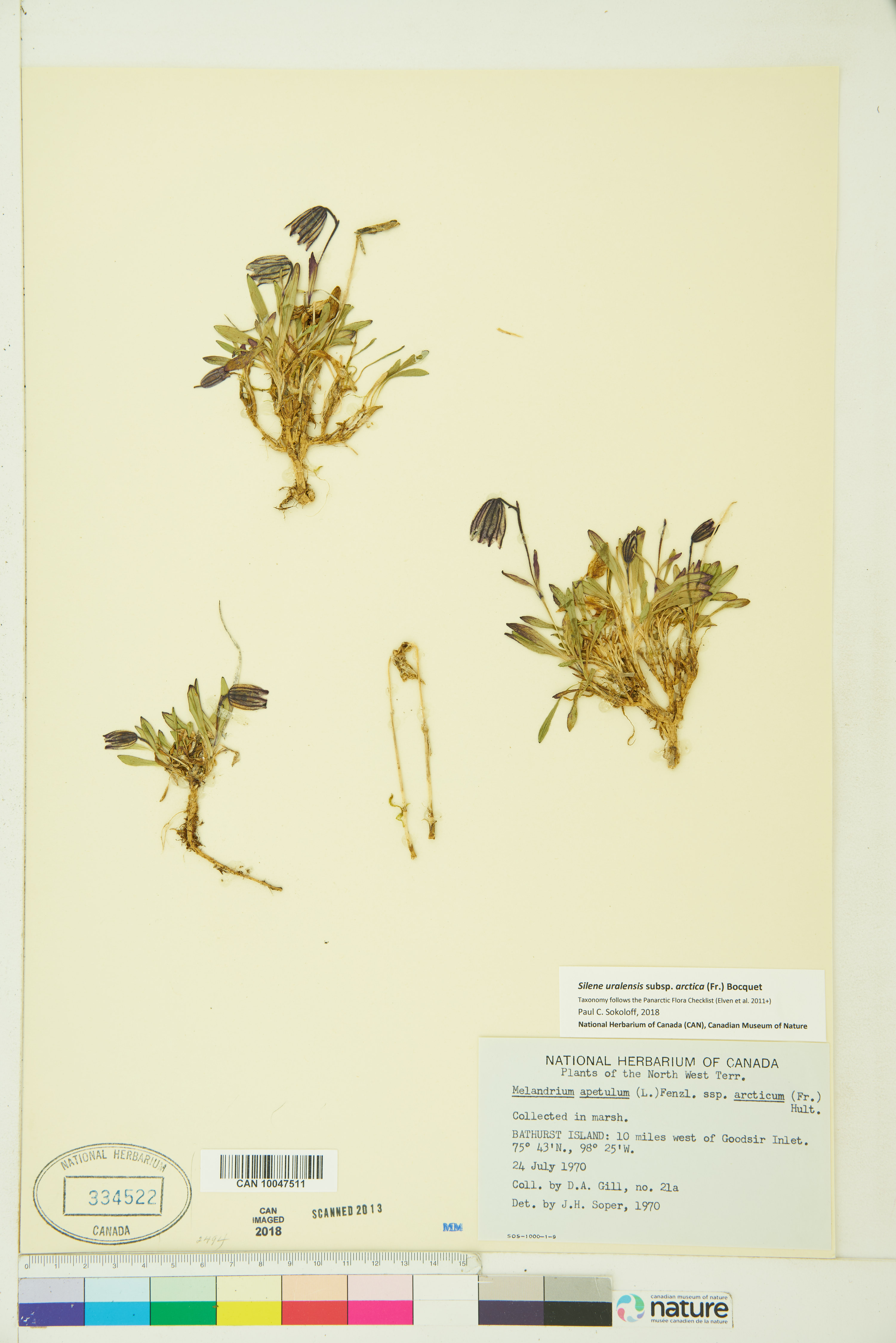 Silene uralensis subsp. uralensis image