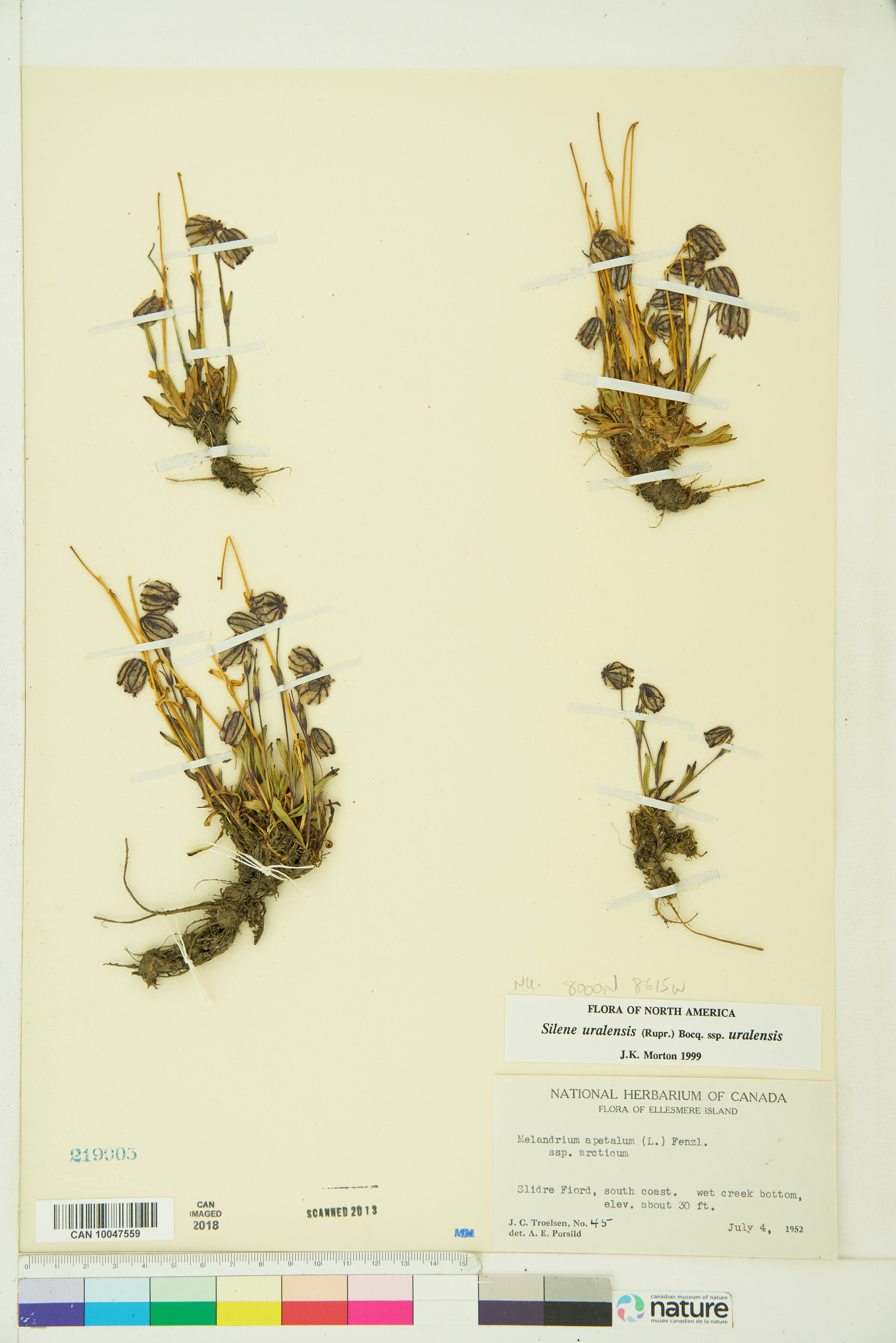 Silene uralensis subsp. uralensis image