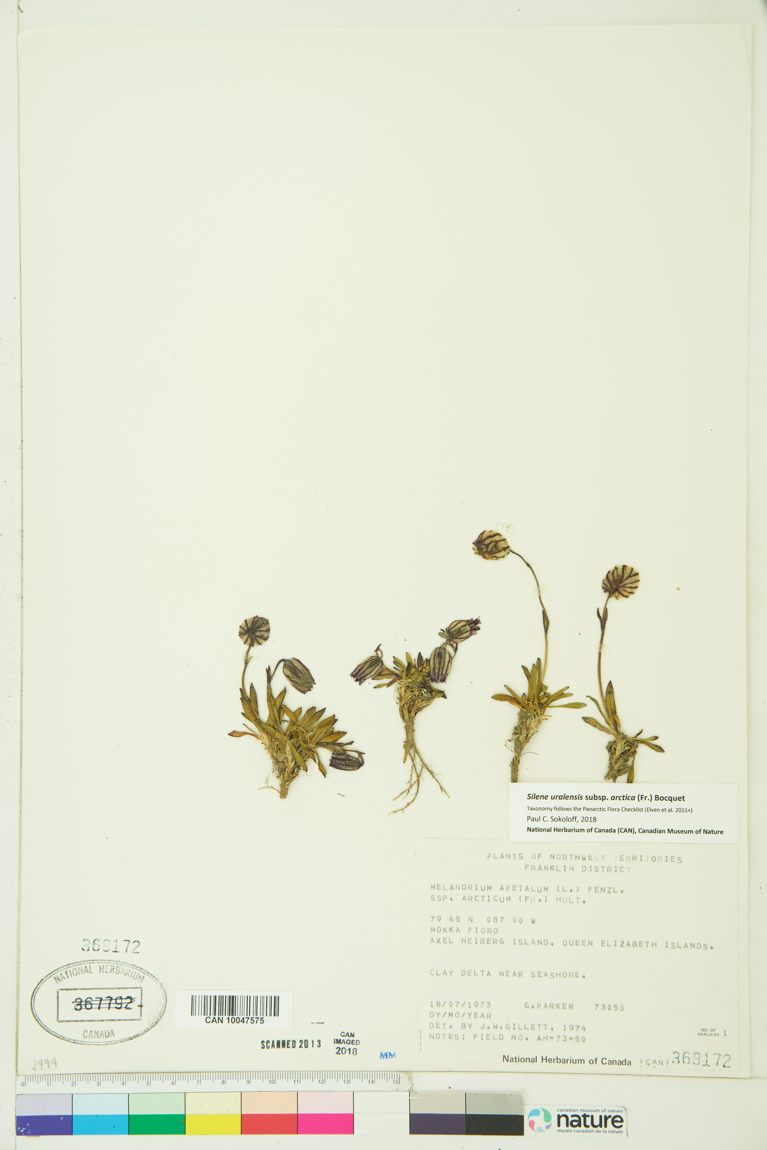 Silene uralensis image