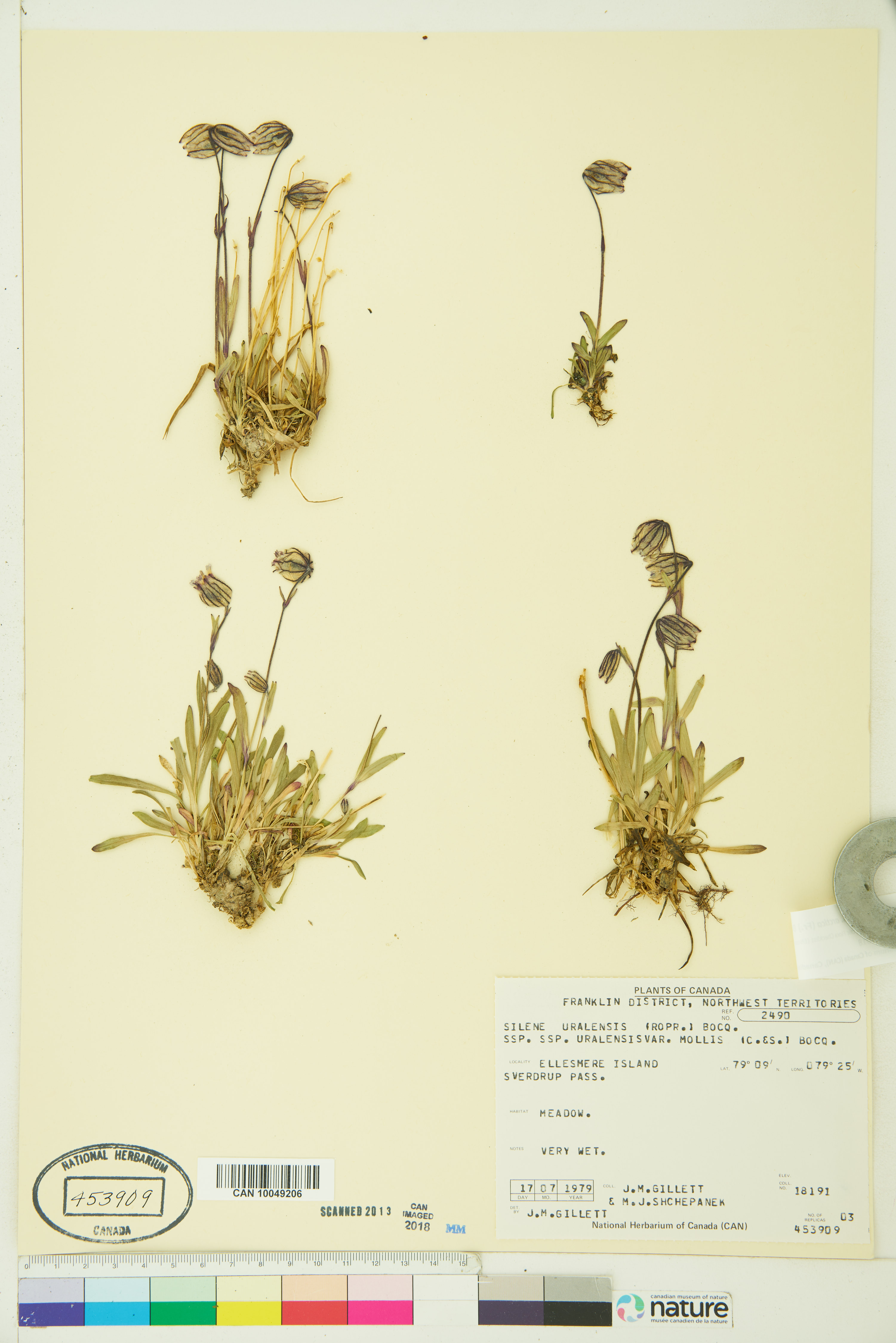 Silene uralensis subsp. uralensis image