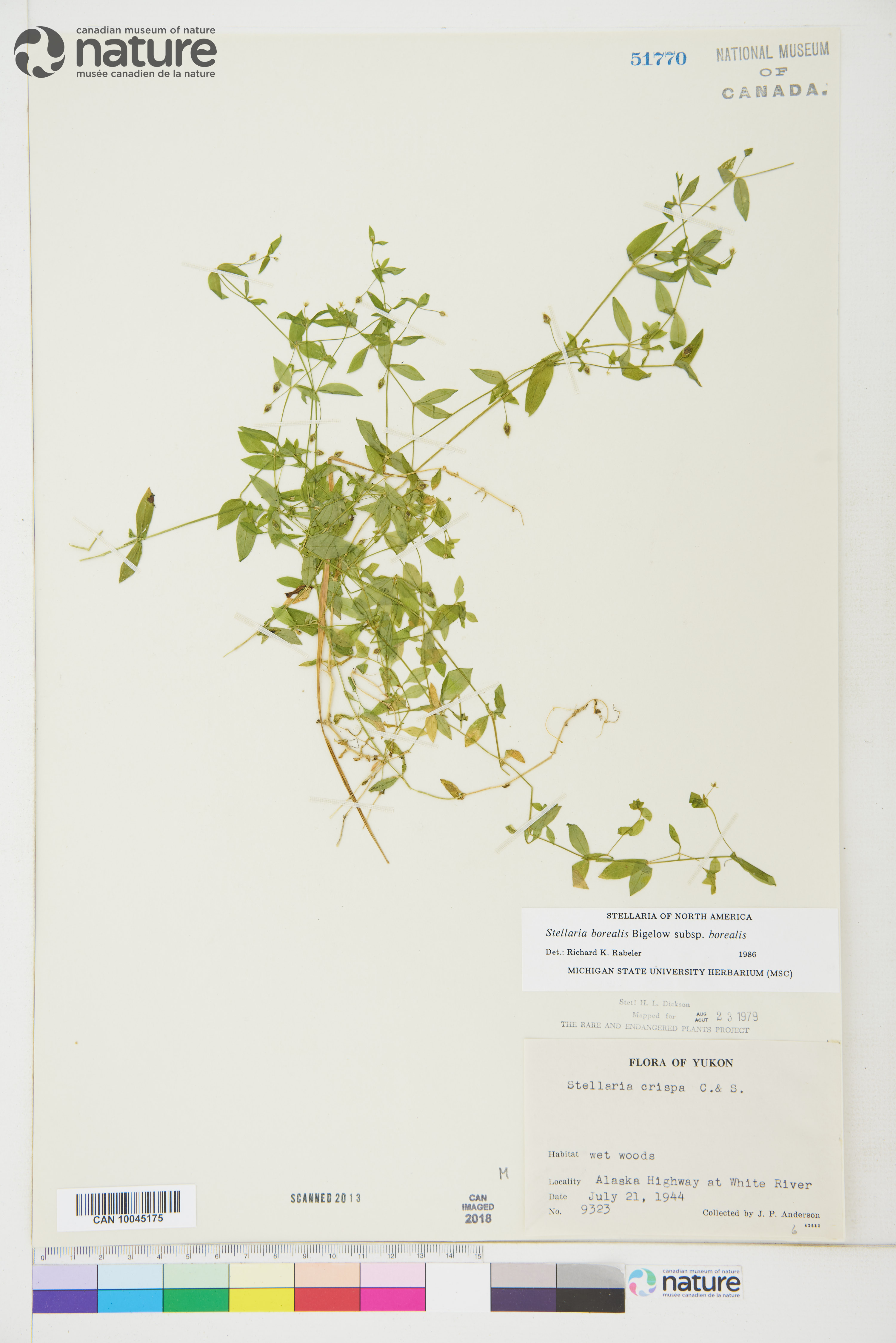 Stellaria borealis subsp. borealis image