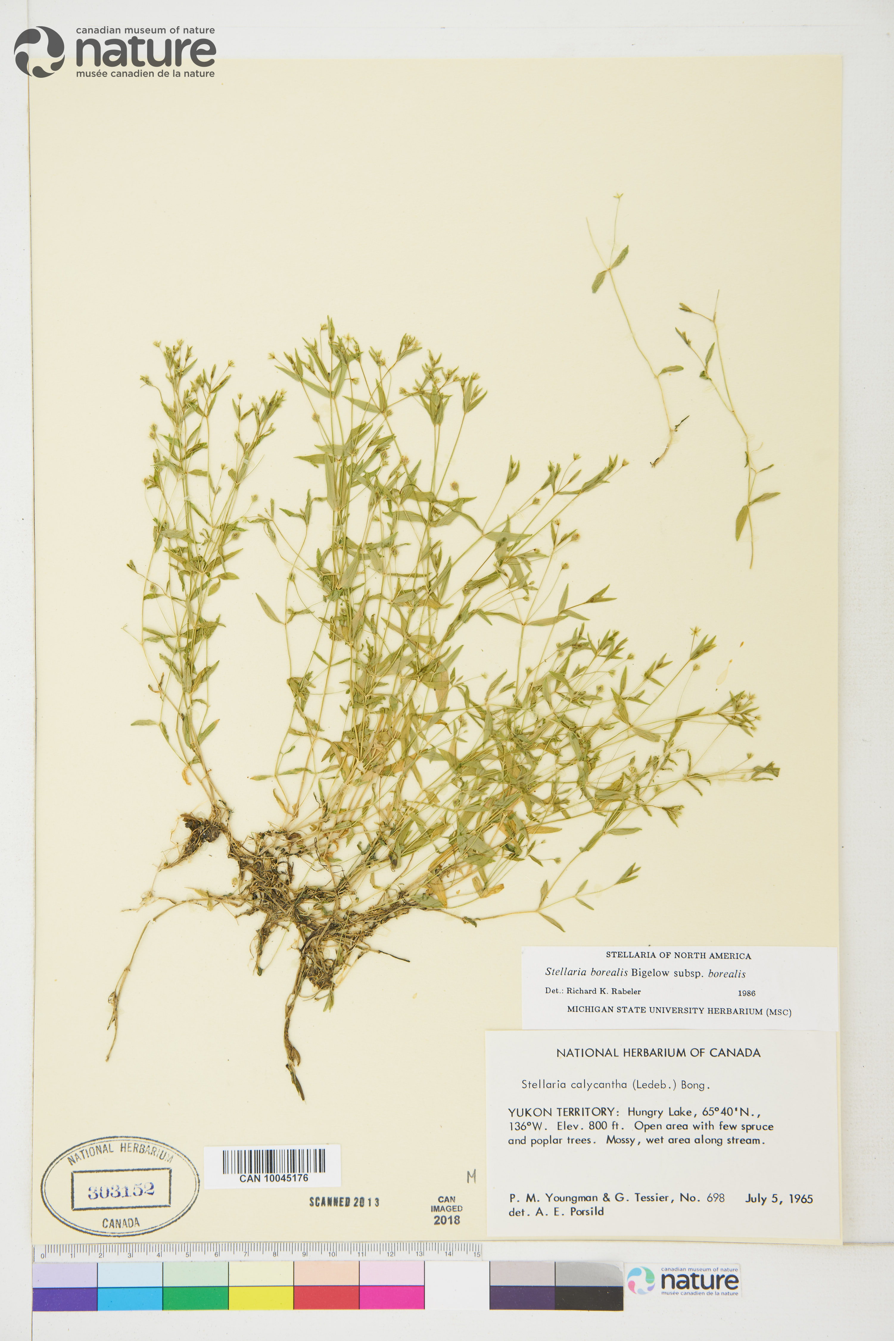 Stellaria borealis subsp. borealis image