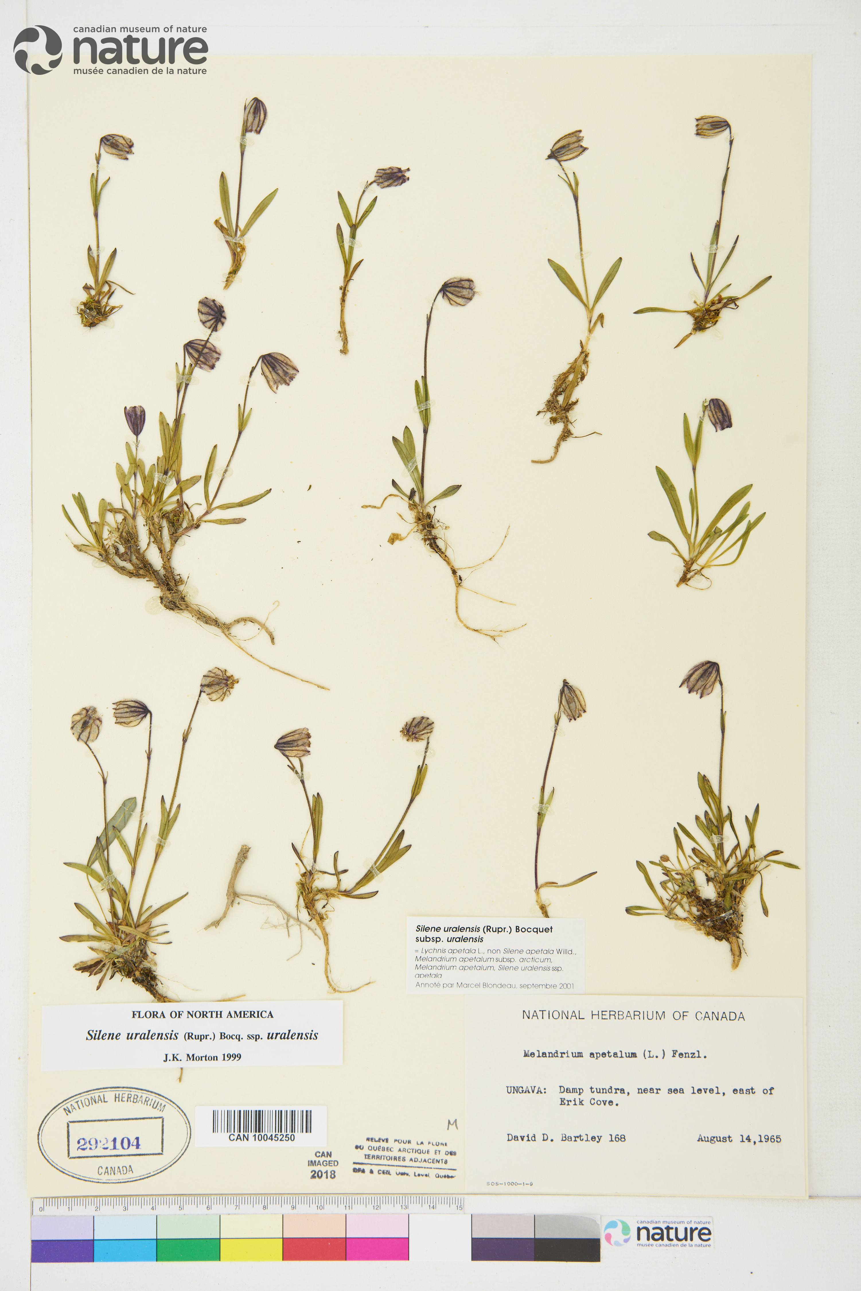 Silene uralensis subsp. uralensis image