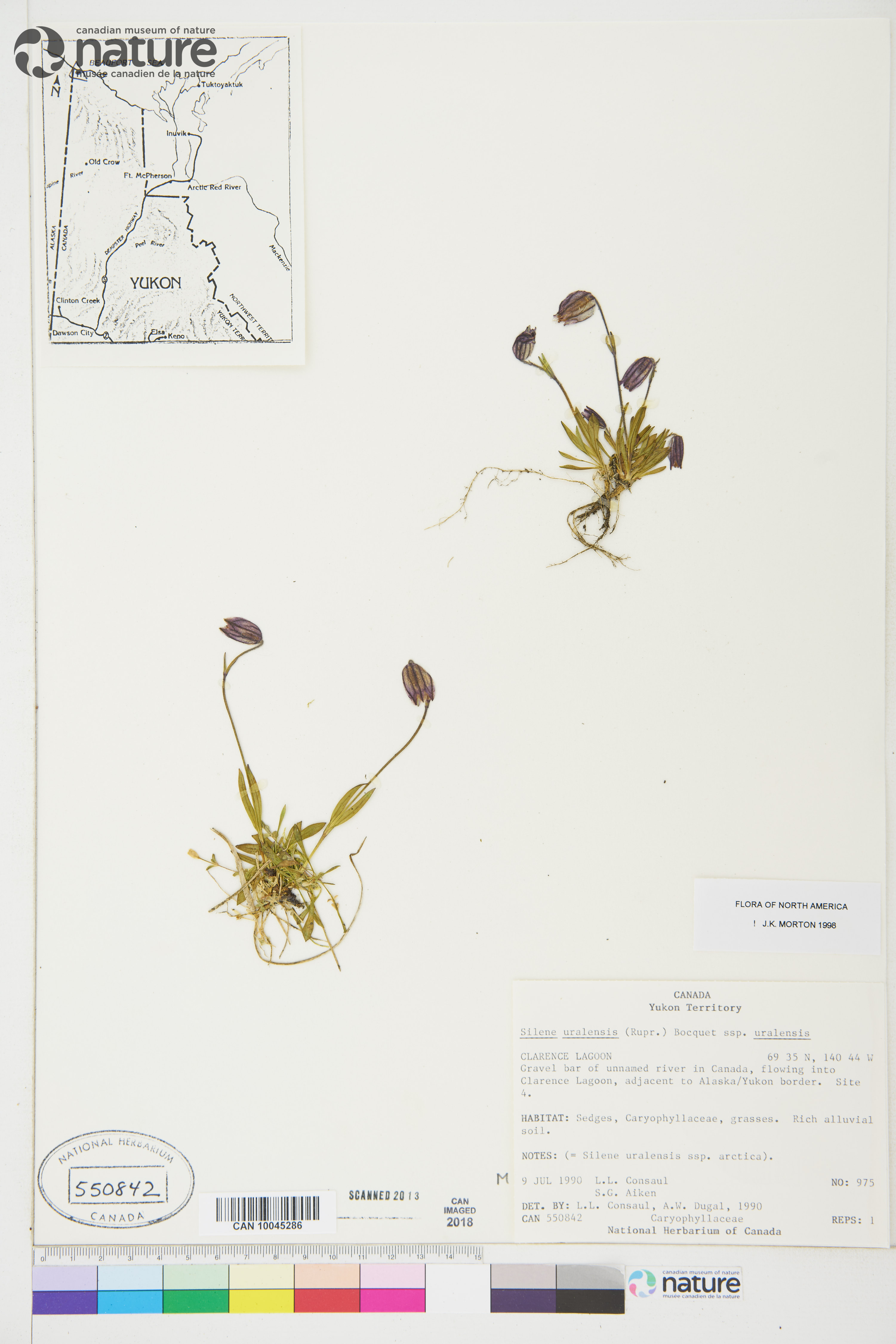 Silene uralensis subsp. uralensis image