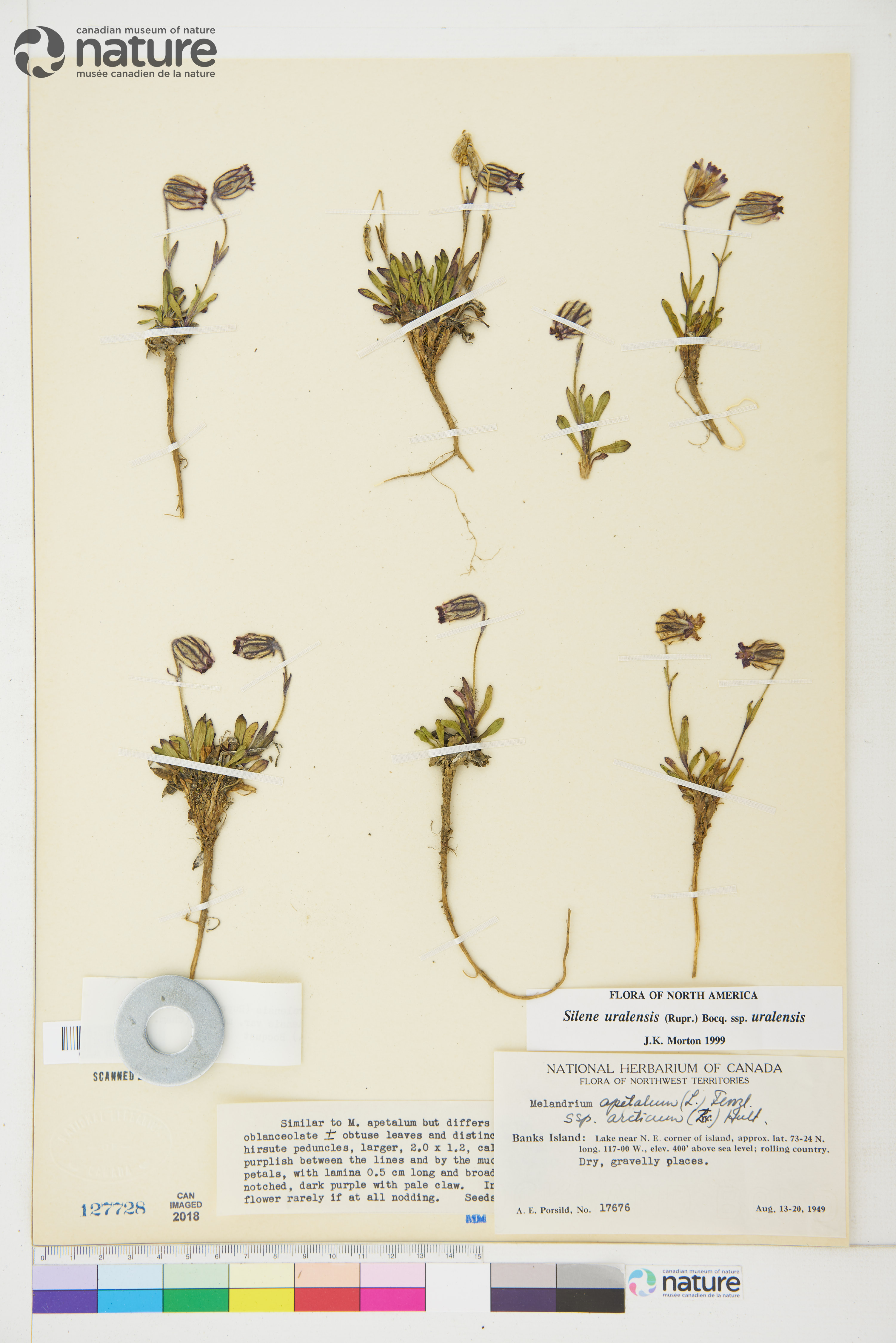 Silene uralensis subsp. uralensis image