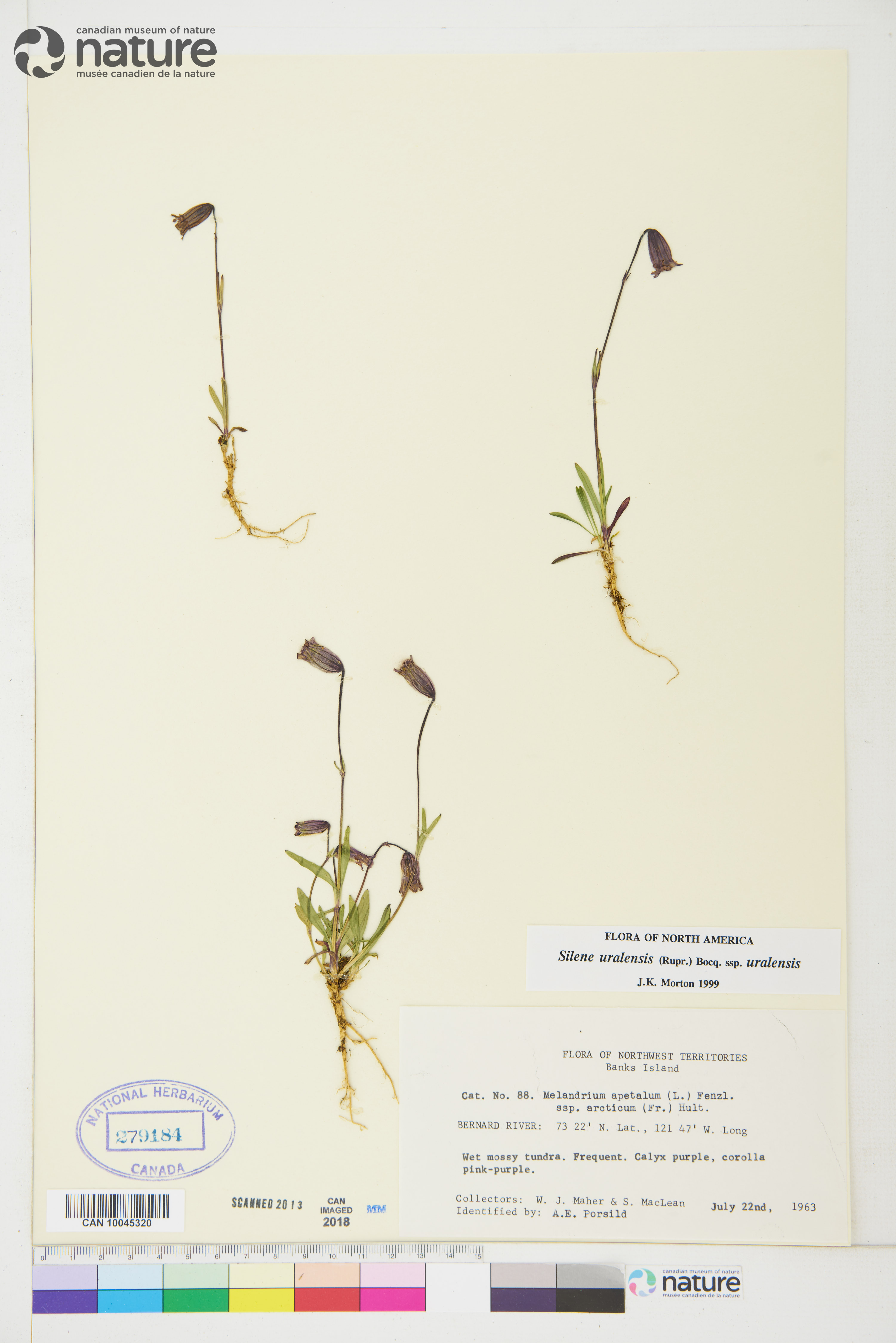 Silene uralensis subsp. uralensis image