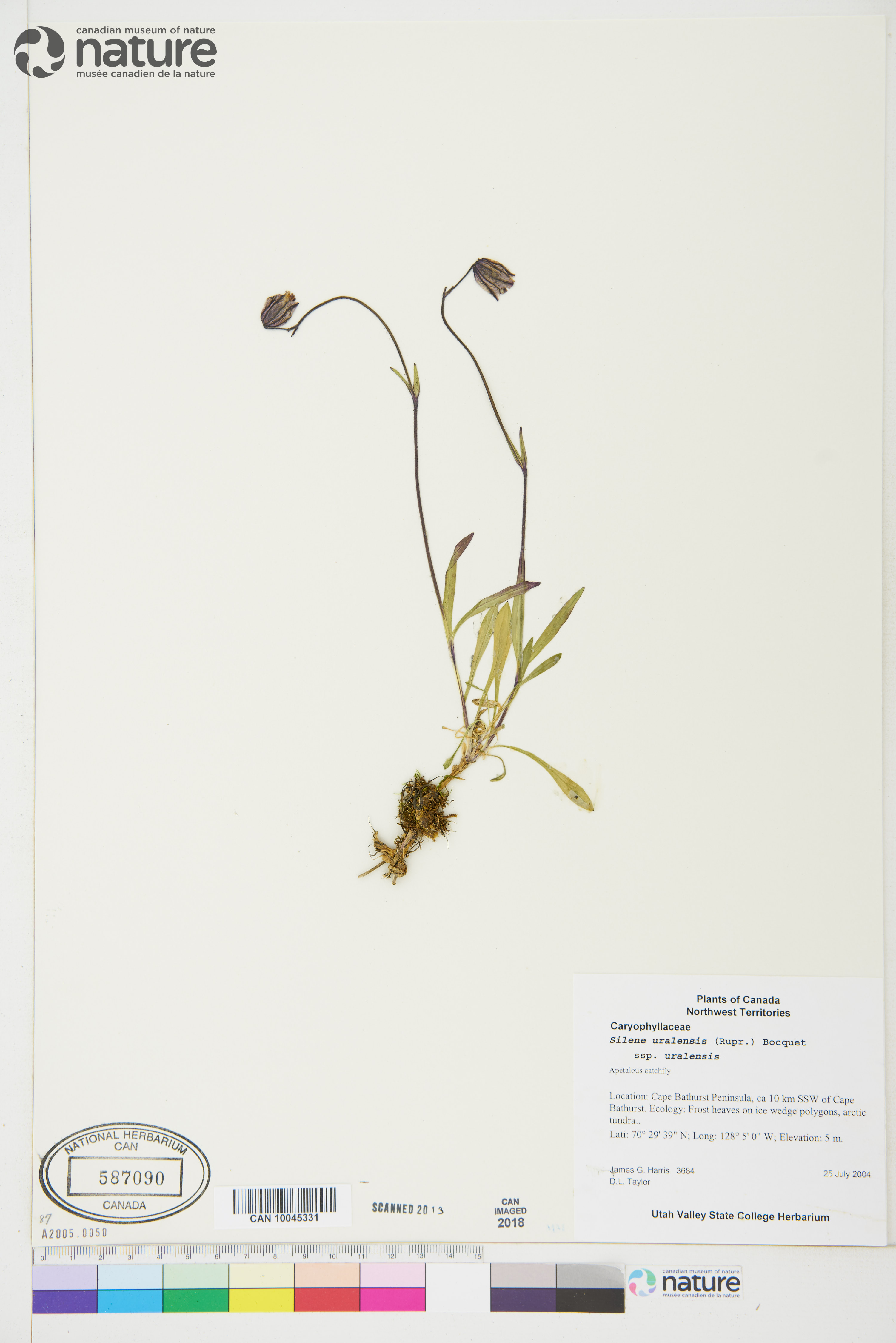 Silene uralensis subsp. uralensis image