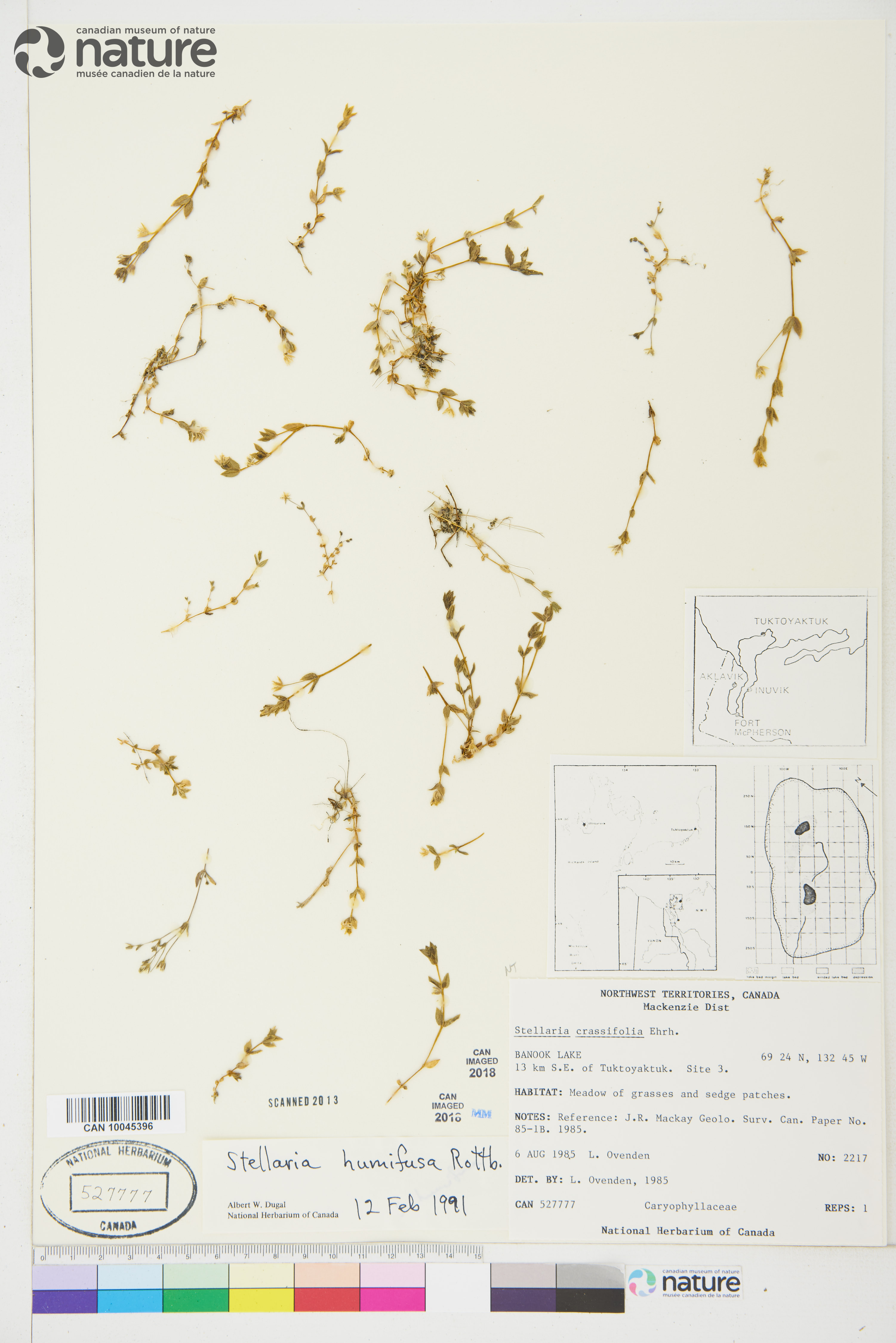 Stellaria humifusa image