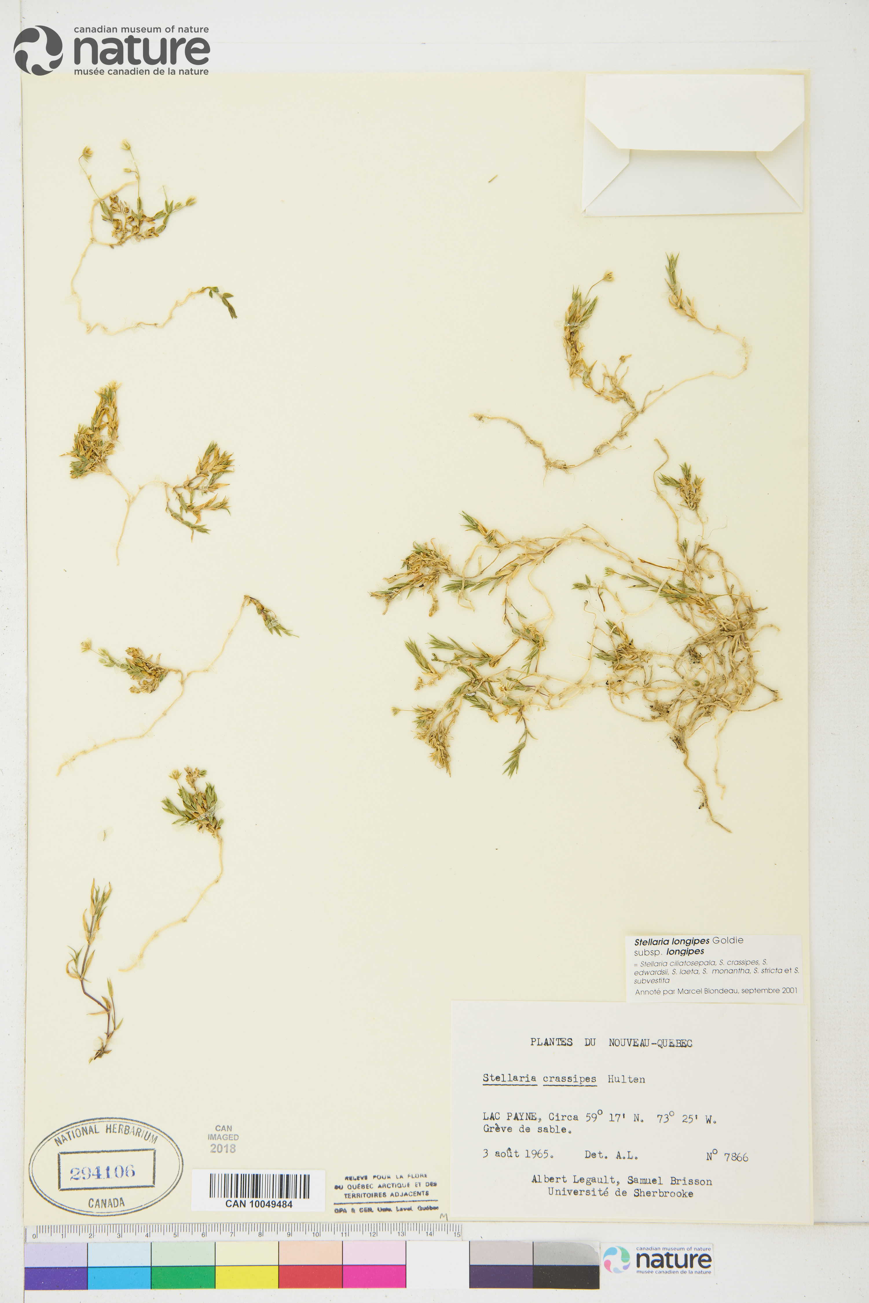 Stellaria longipes subsp. longipes image