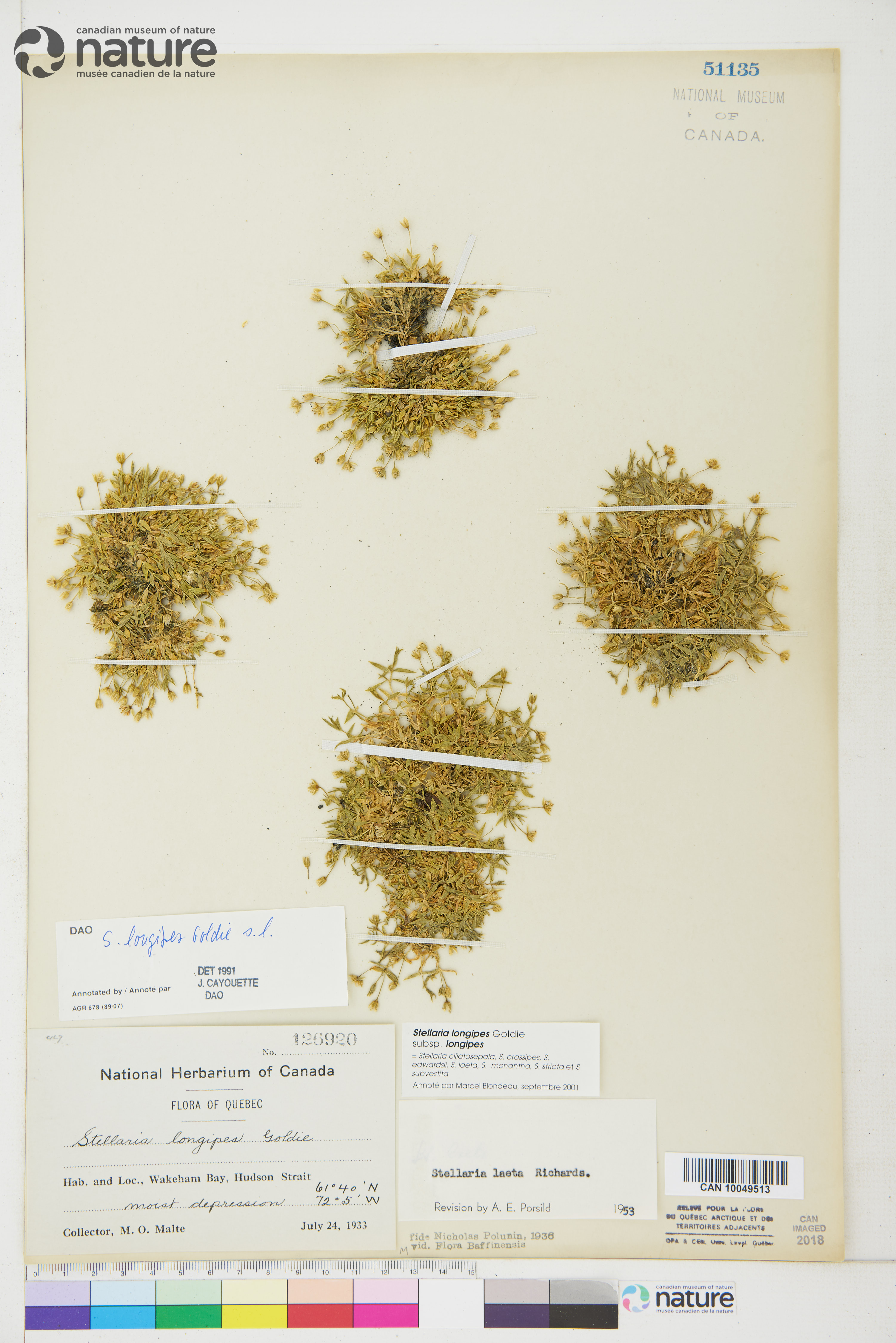 Stellaria longipes subsp. longipes image