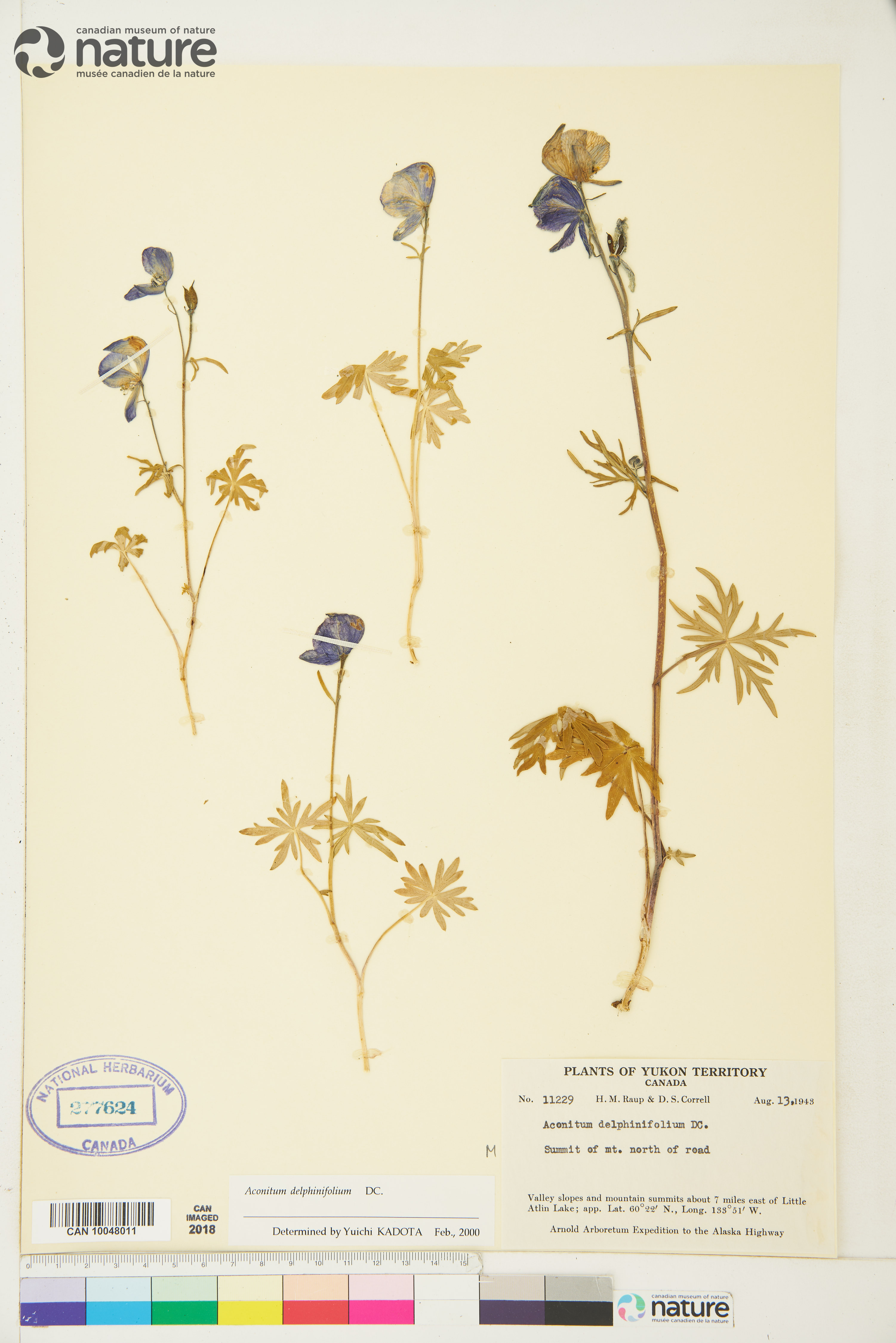 Aconitum delphiniifolium image