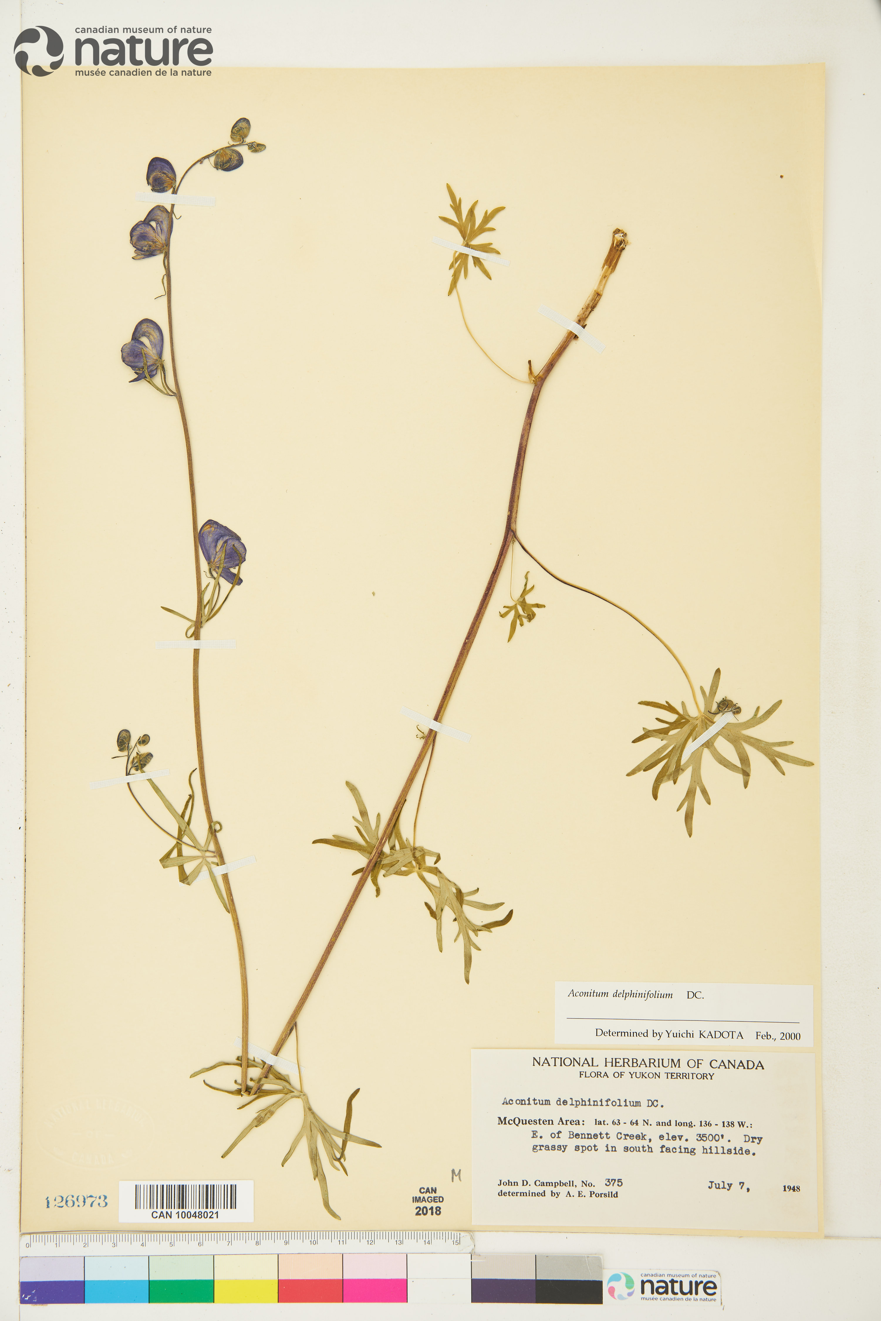 Aconitum delphiniifolium image
