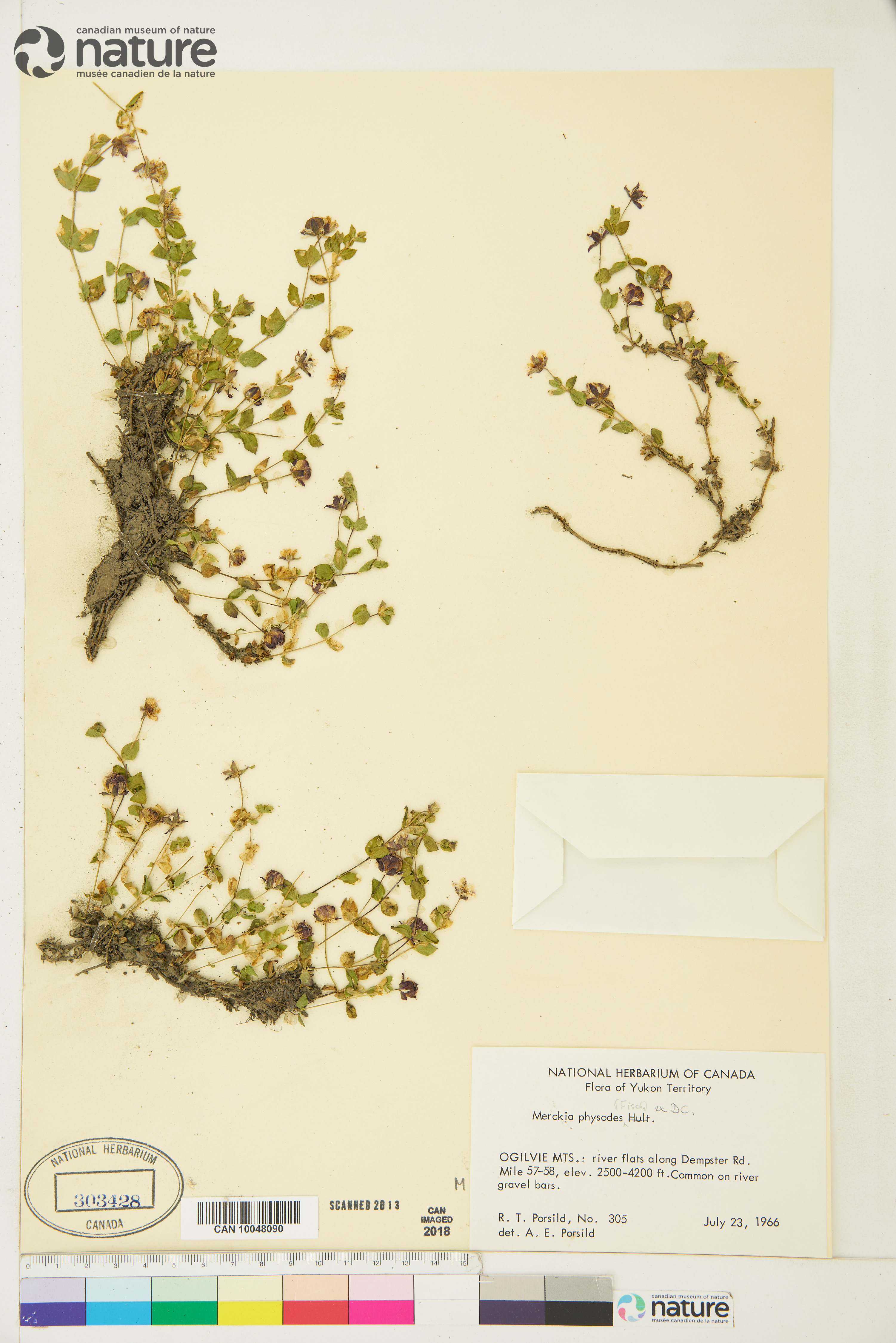 Wilhelmsia physodes image