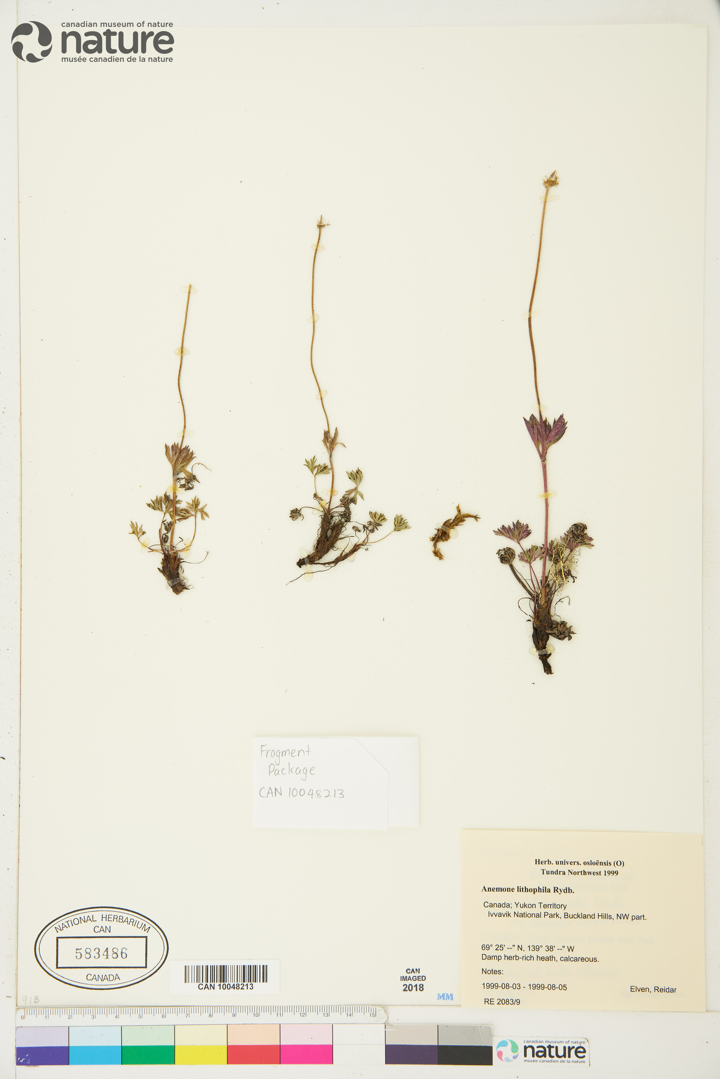 Anemone drummondii var. lithophila image