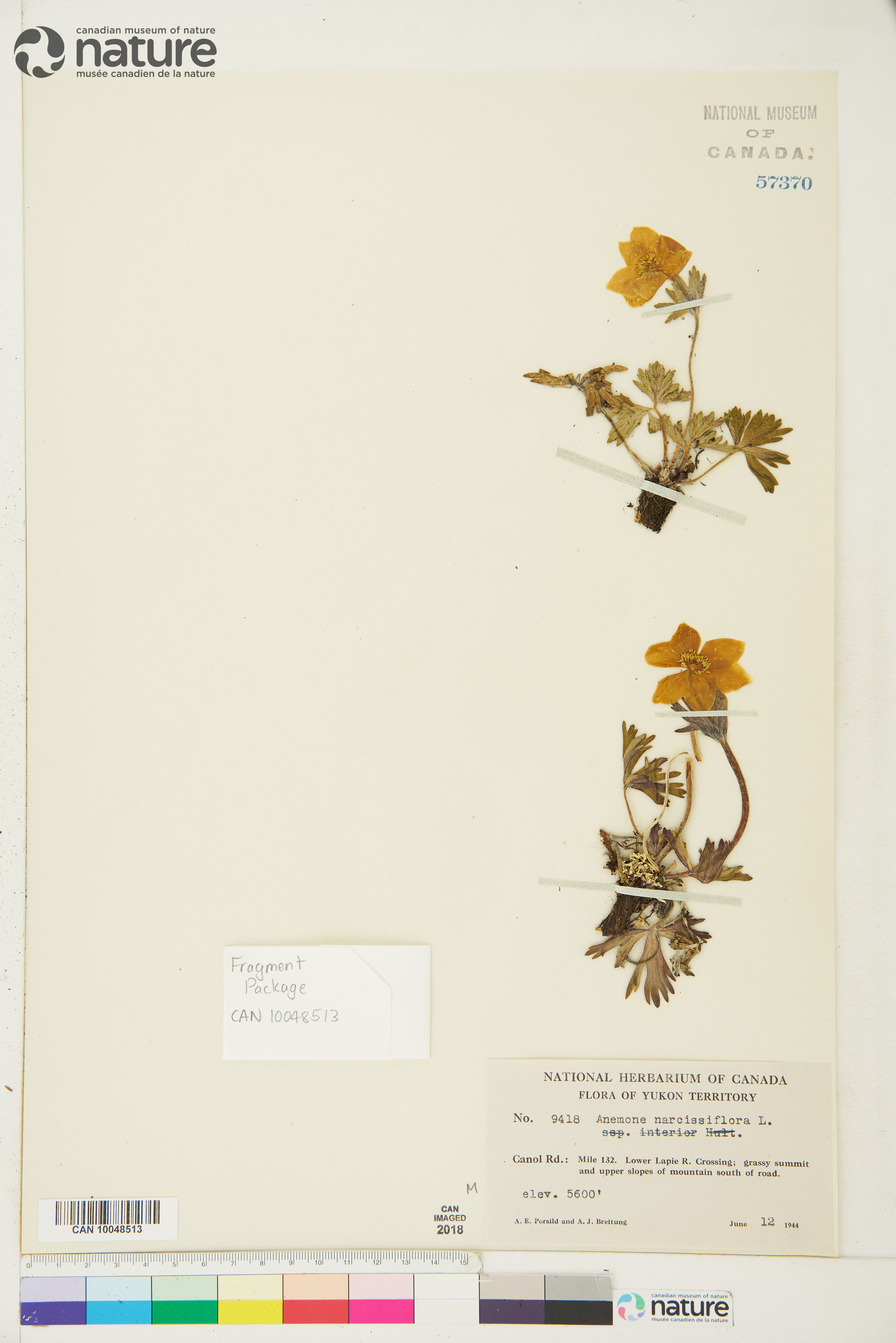 Anemone narcissiflora subsp. interior image