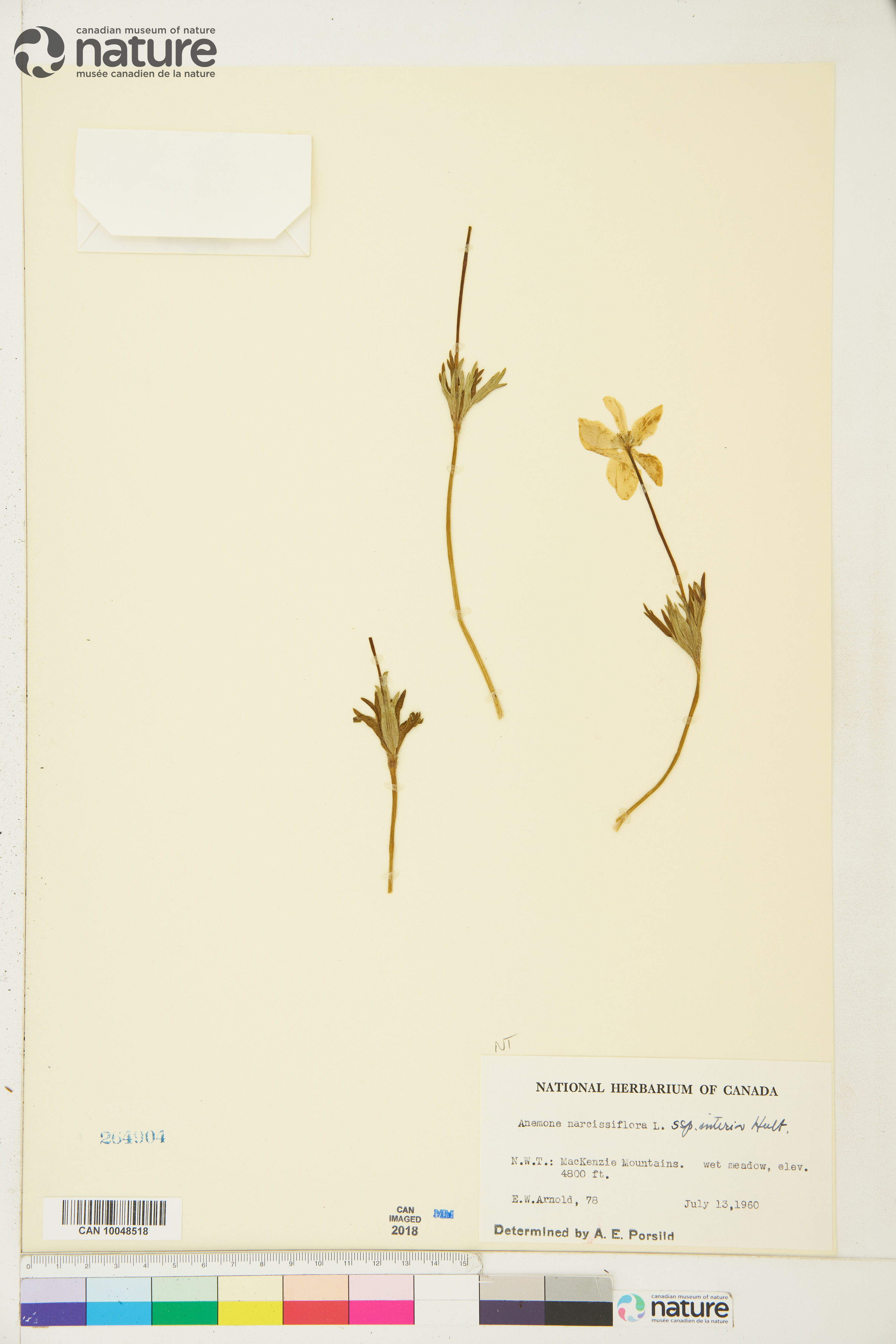 Anemonastrum sibiricum image