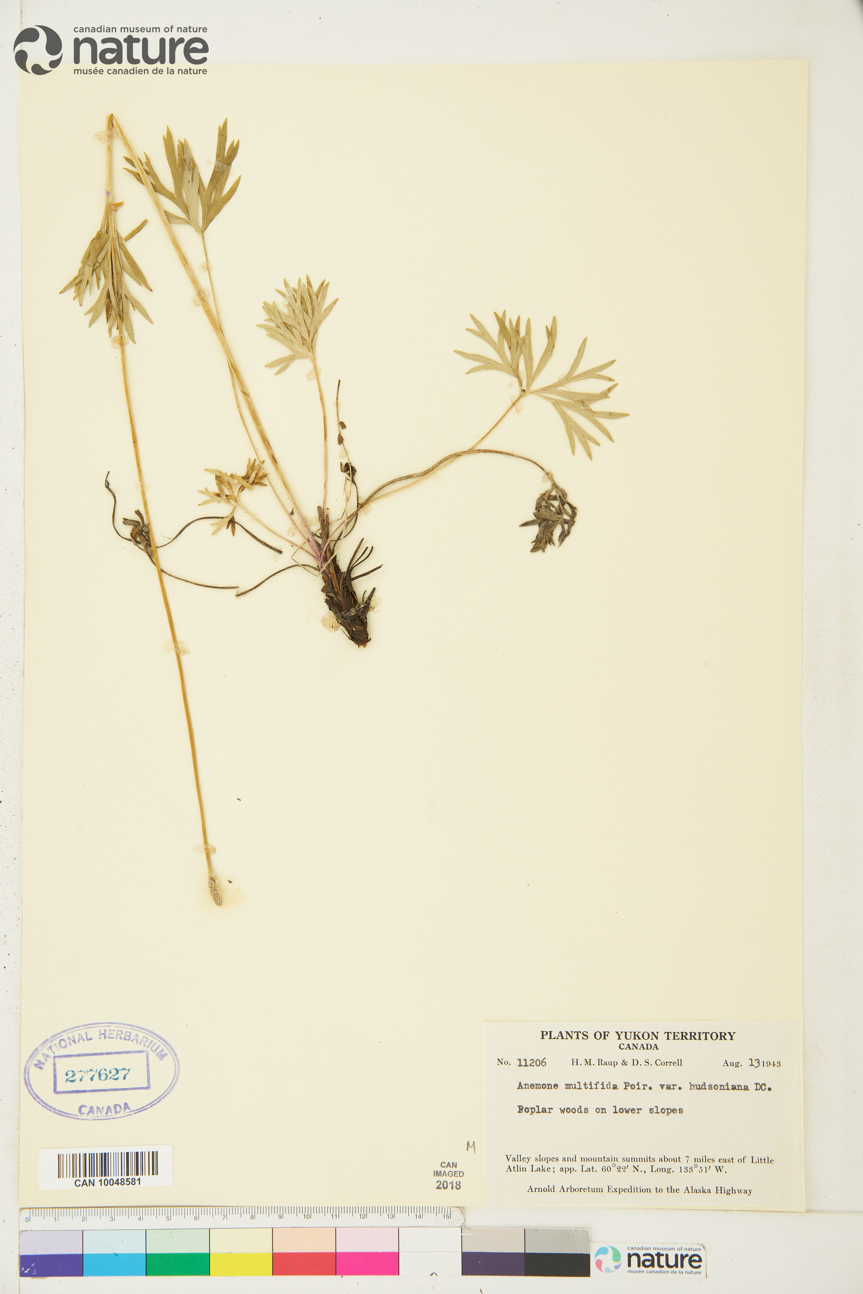 Anemone multifida var. multifida image