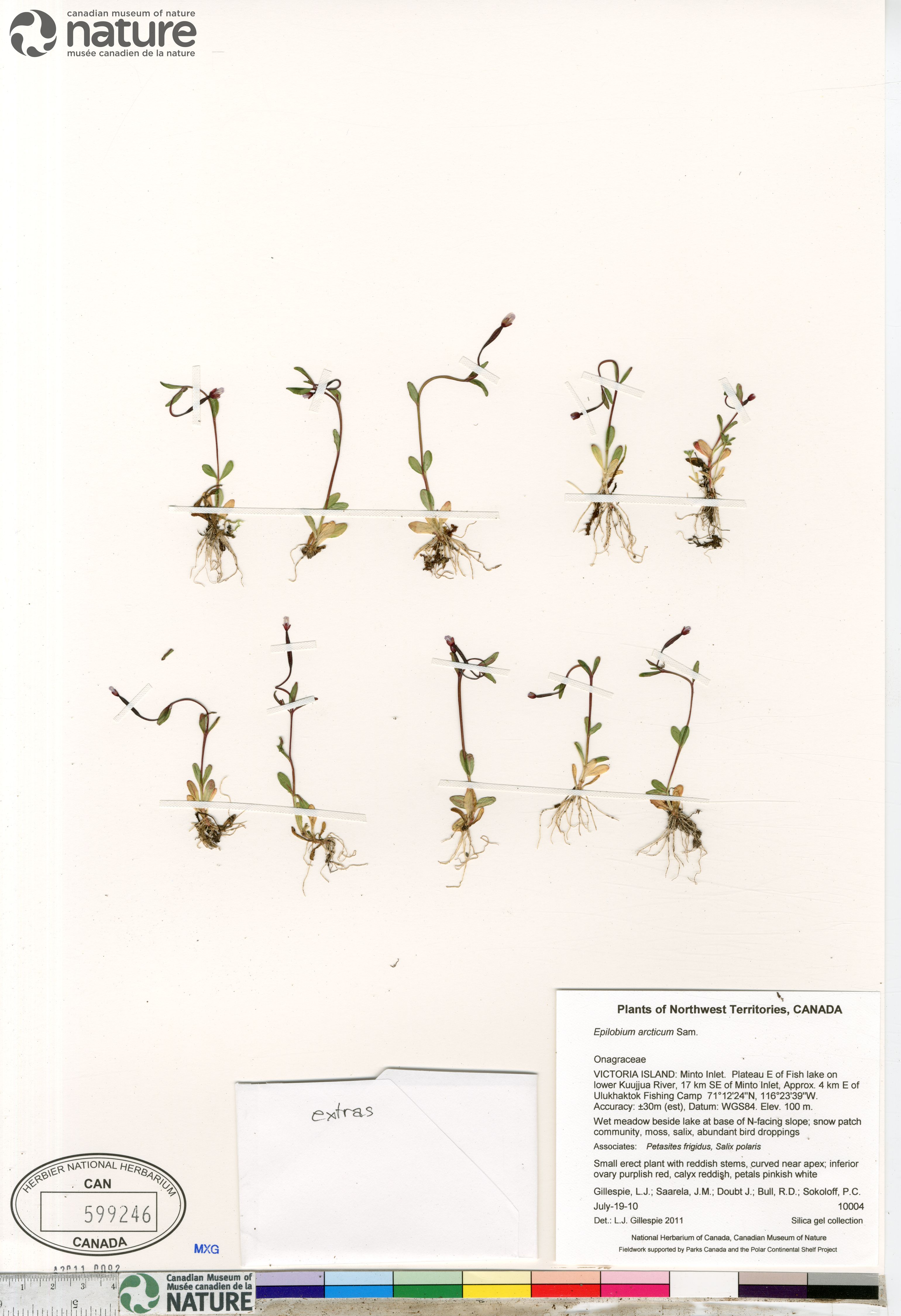 Epilobium arcticum image