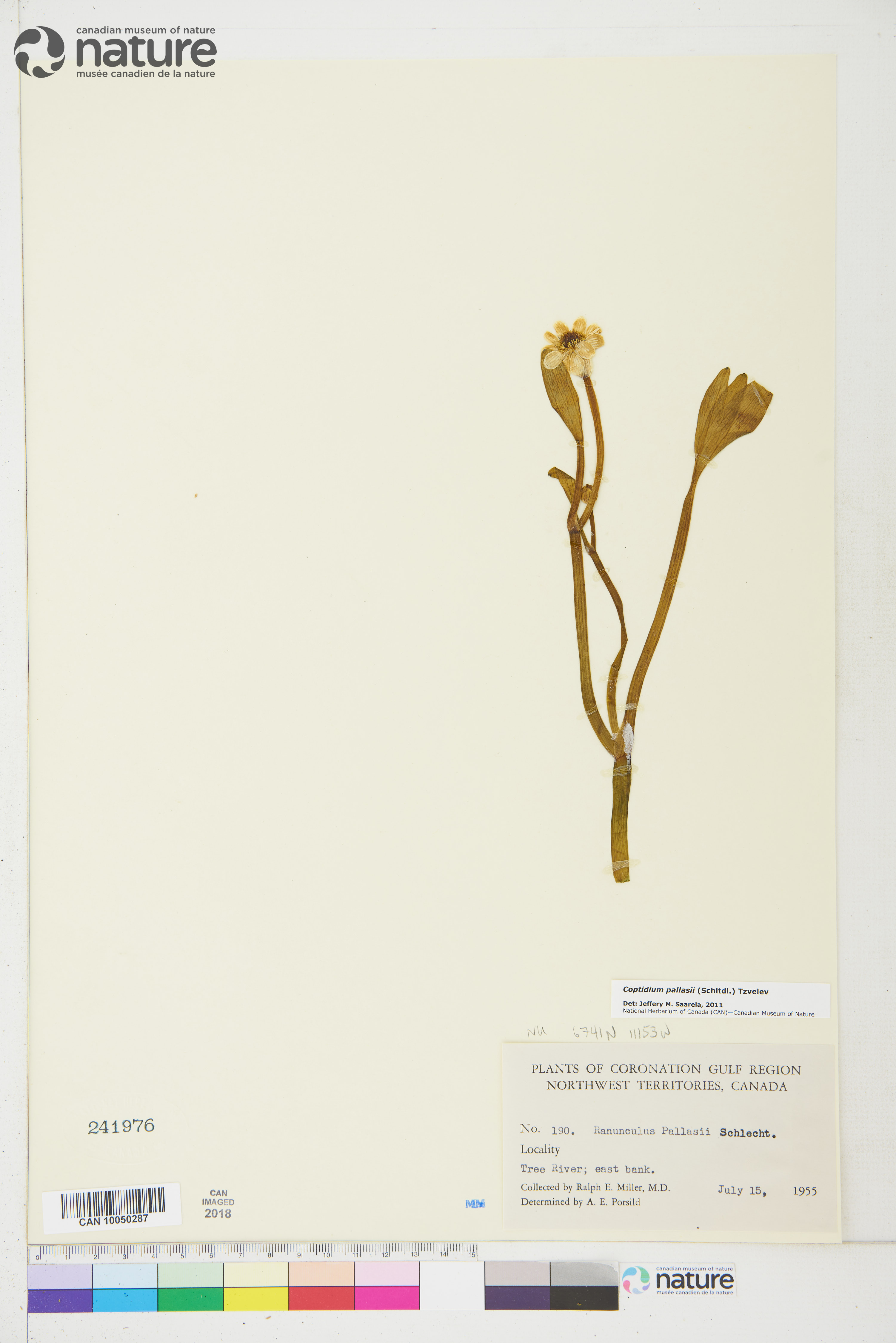 Coptidium pallasii image