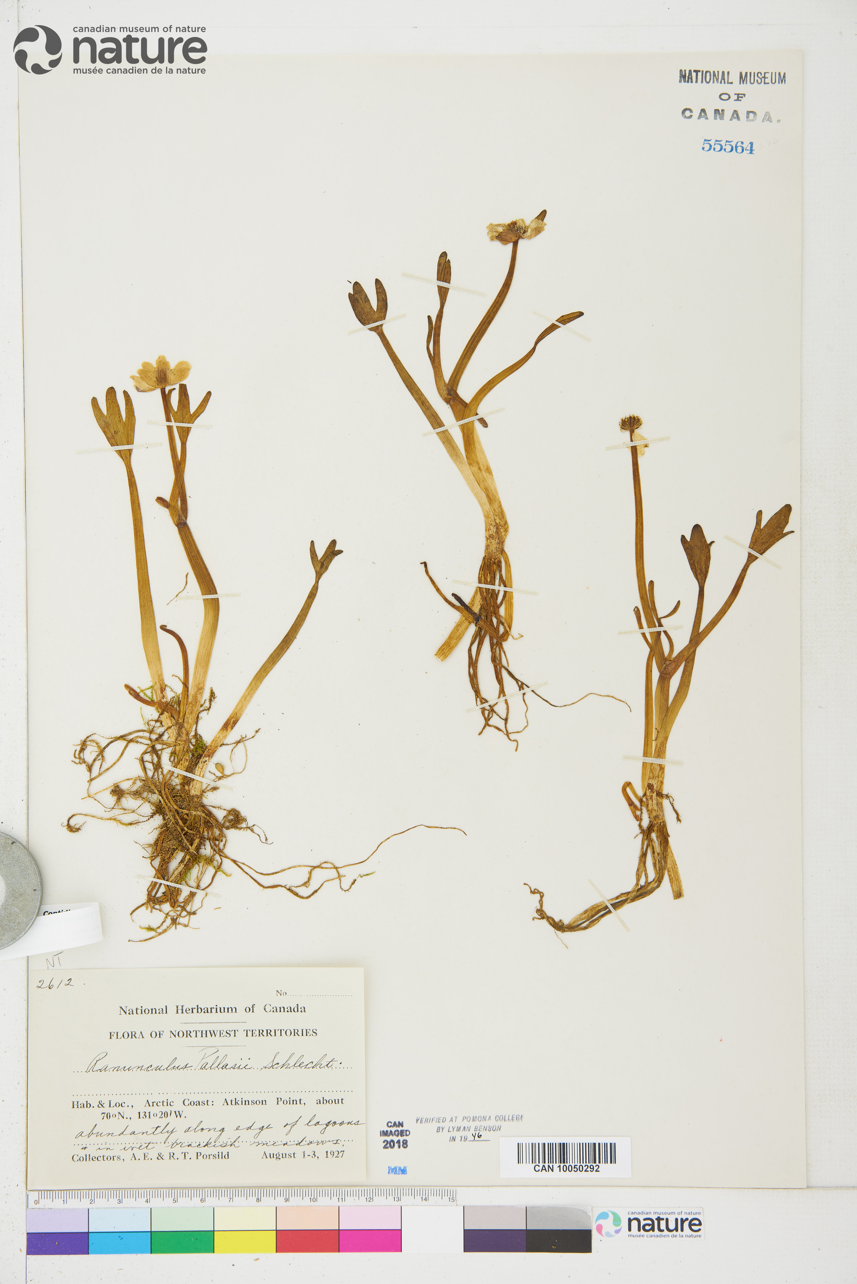 Coptidium pallasii image