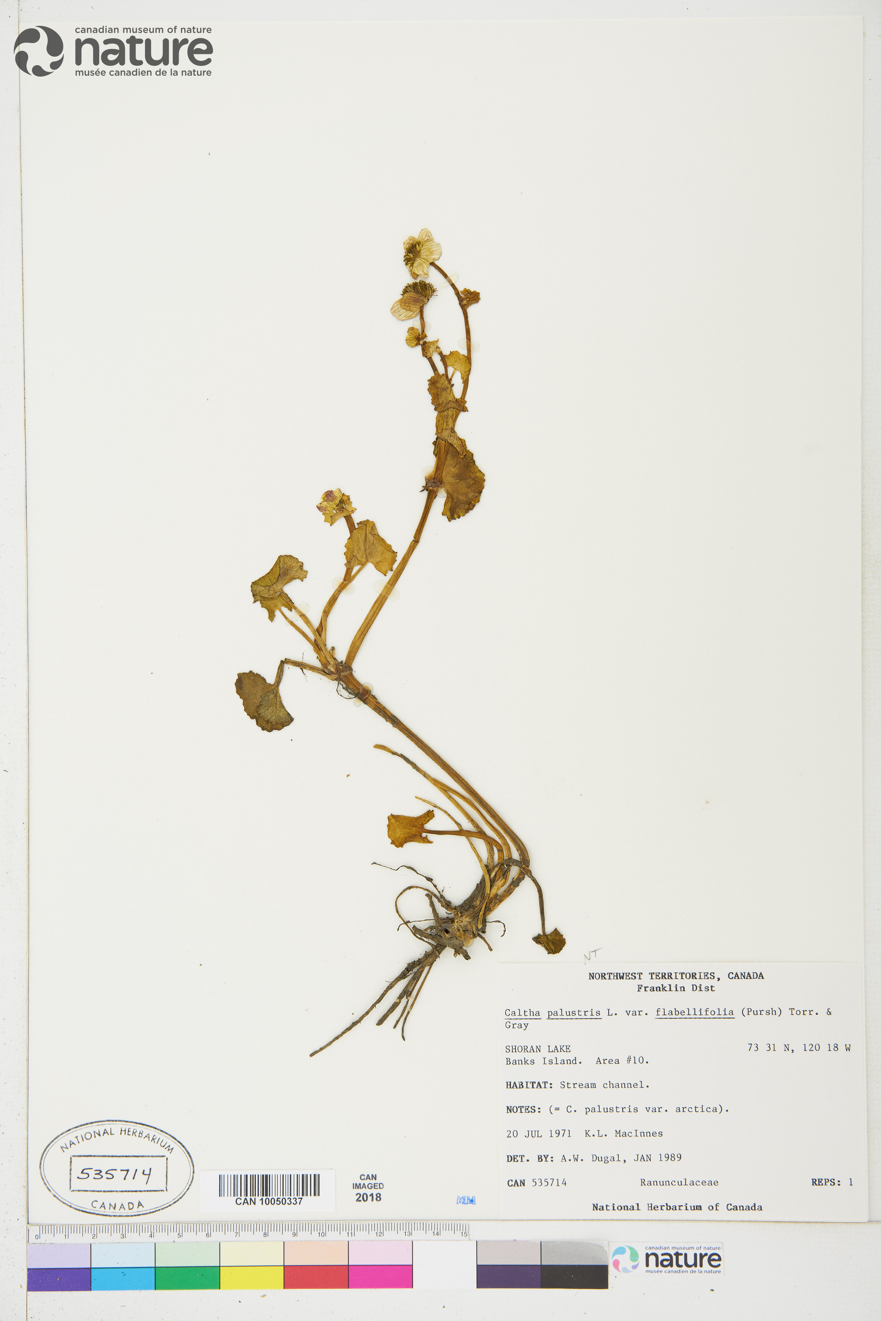 Caltha palustris var. flabellifolia image
