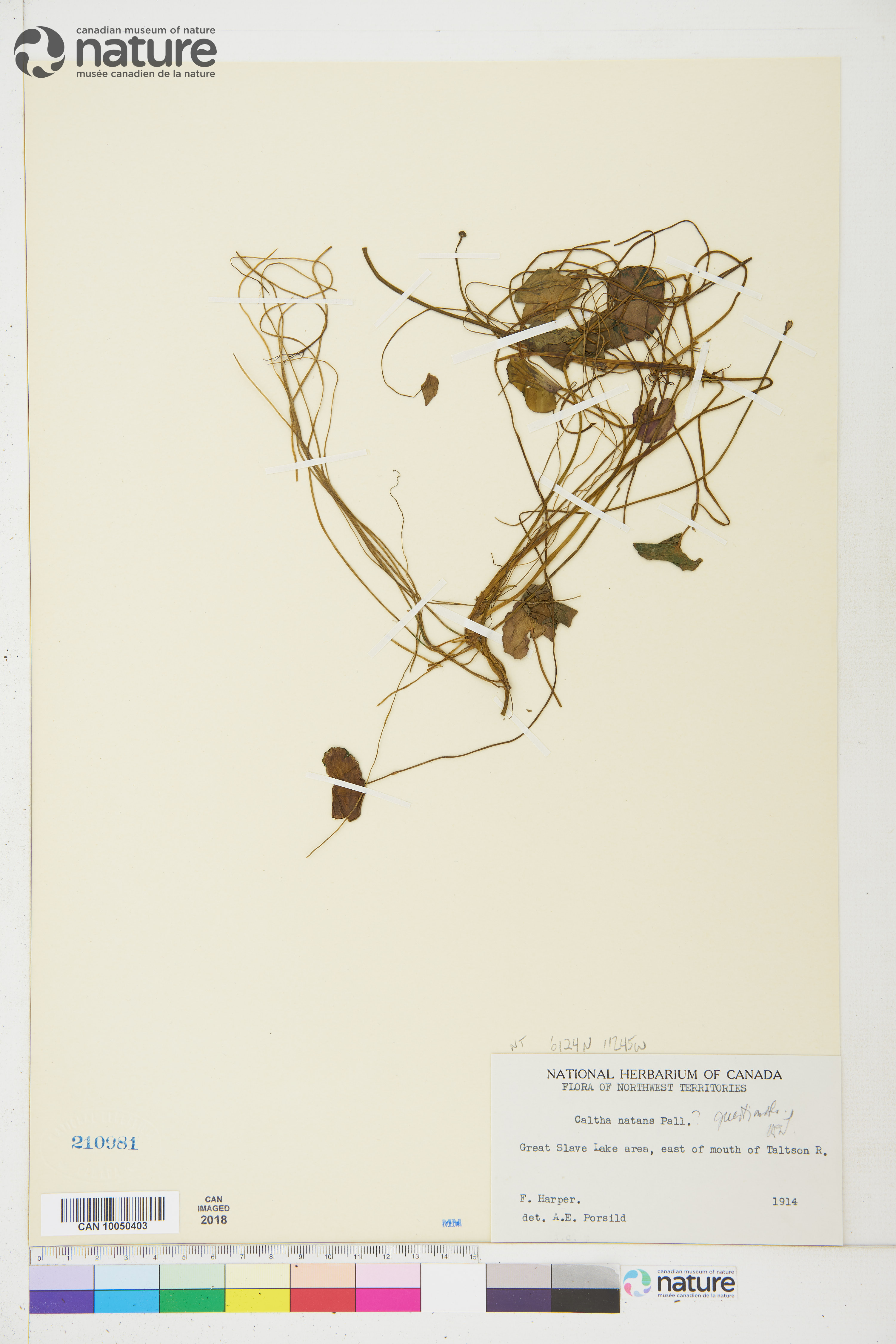 Caltha natans image
