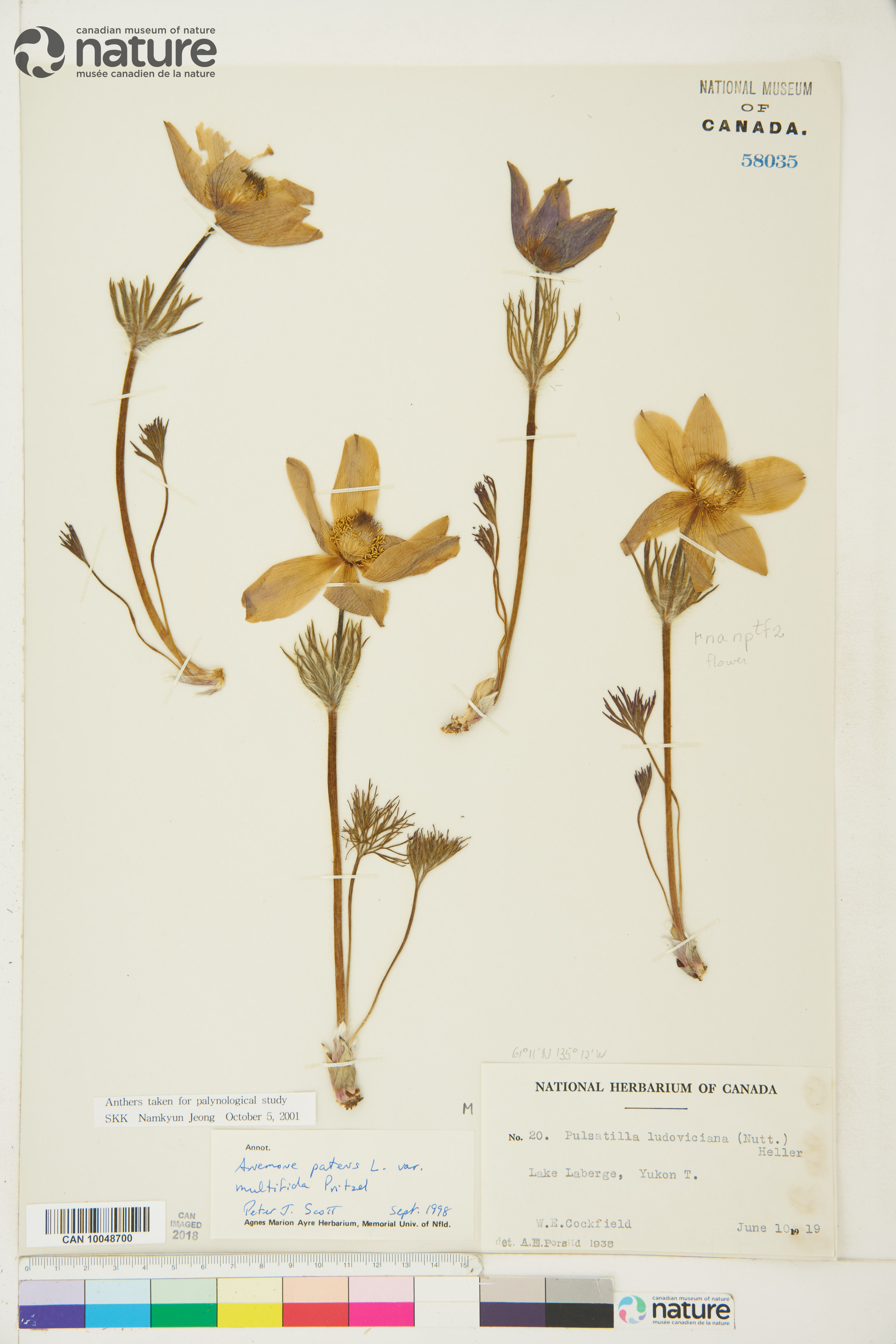 Pulsatilla patens var. multifida image