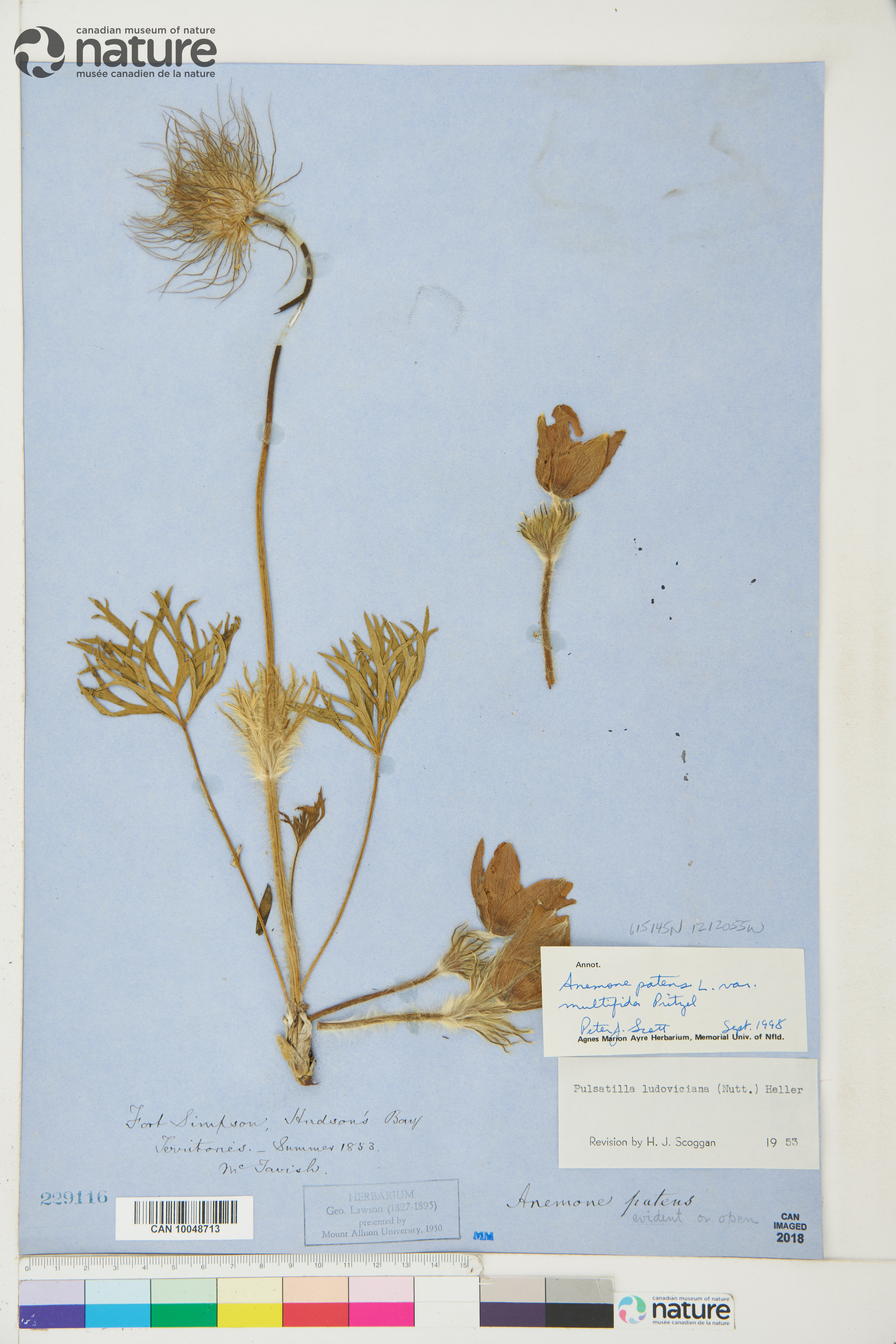 Pulsatilla patens var. multifida image
