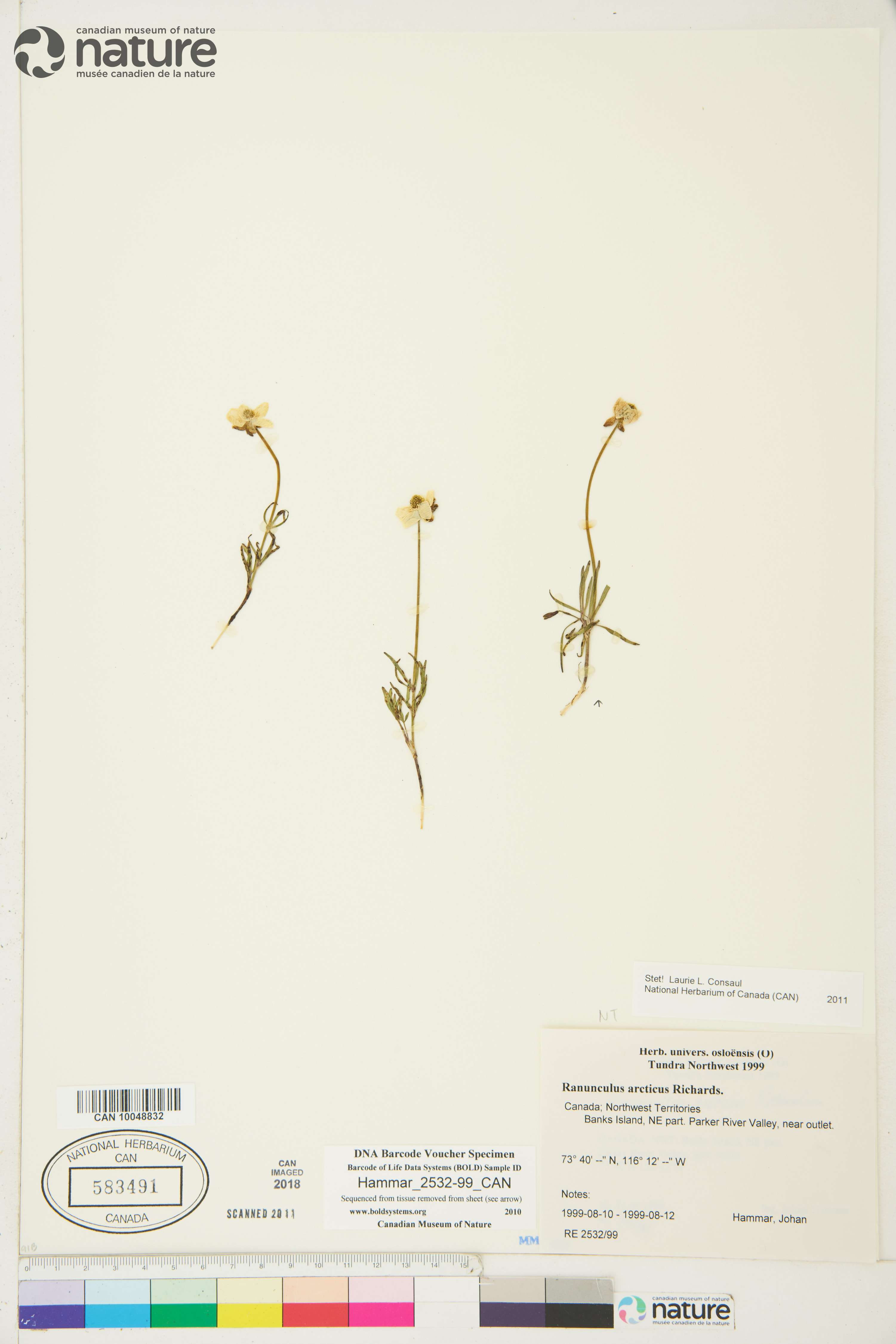 Ranunculus pedatifidus var. affinis image