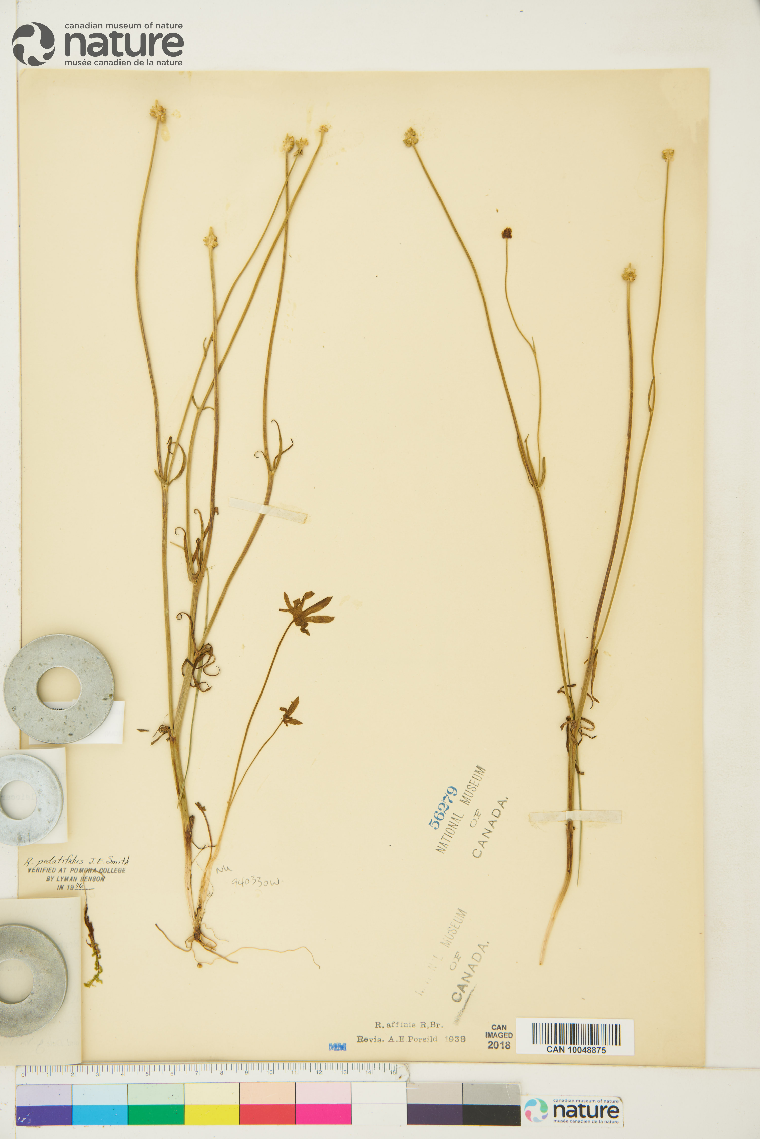 Ranunculus pedatifidus var. affinis image