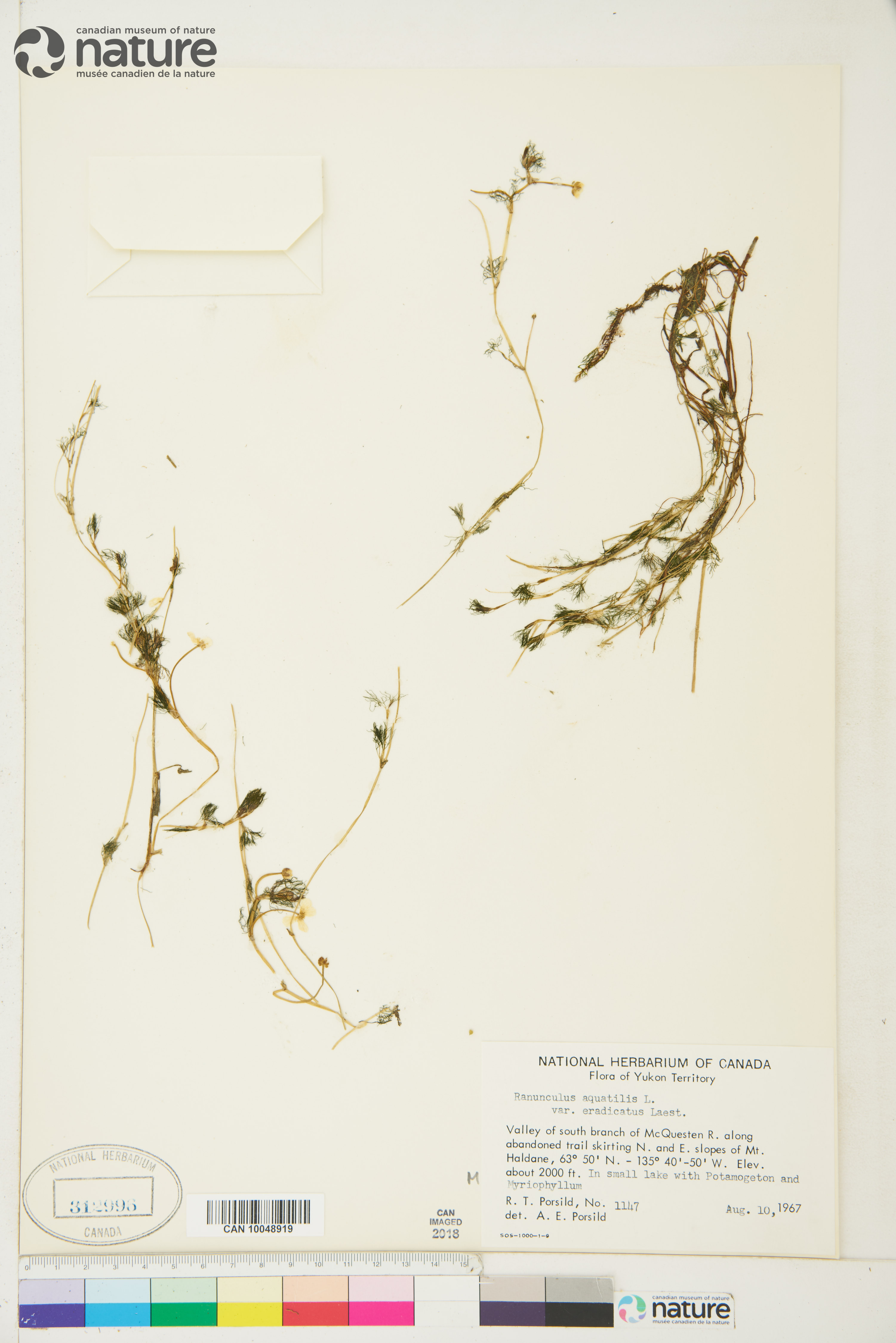 Ranunculus trichophyllus var. eradicatus image